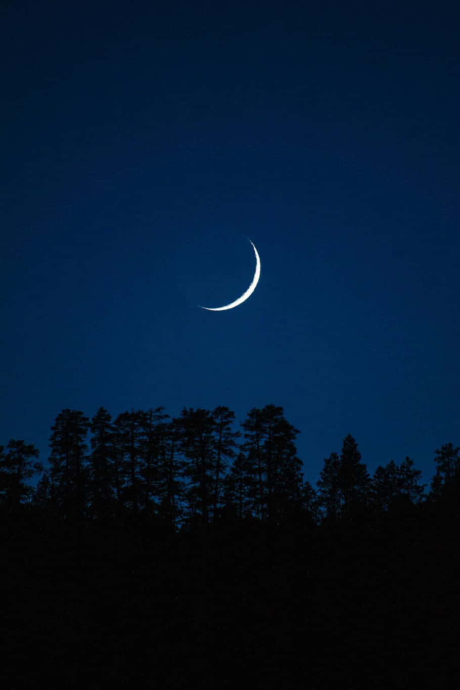 夜間黑暗松樹上方的月牙