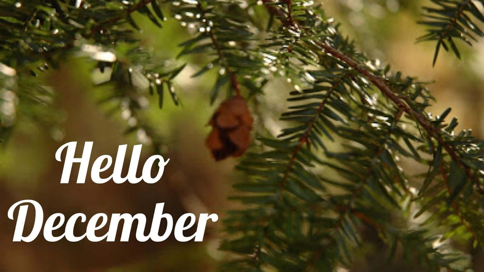 常綠樹枝與乾燥的松果和文字 Hello December。