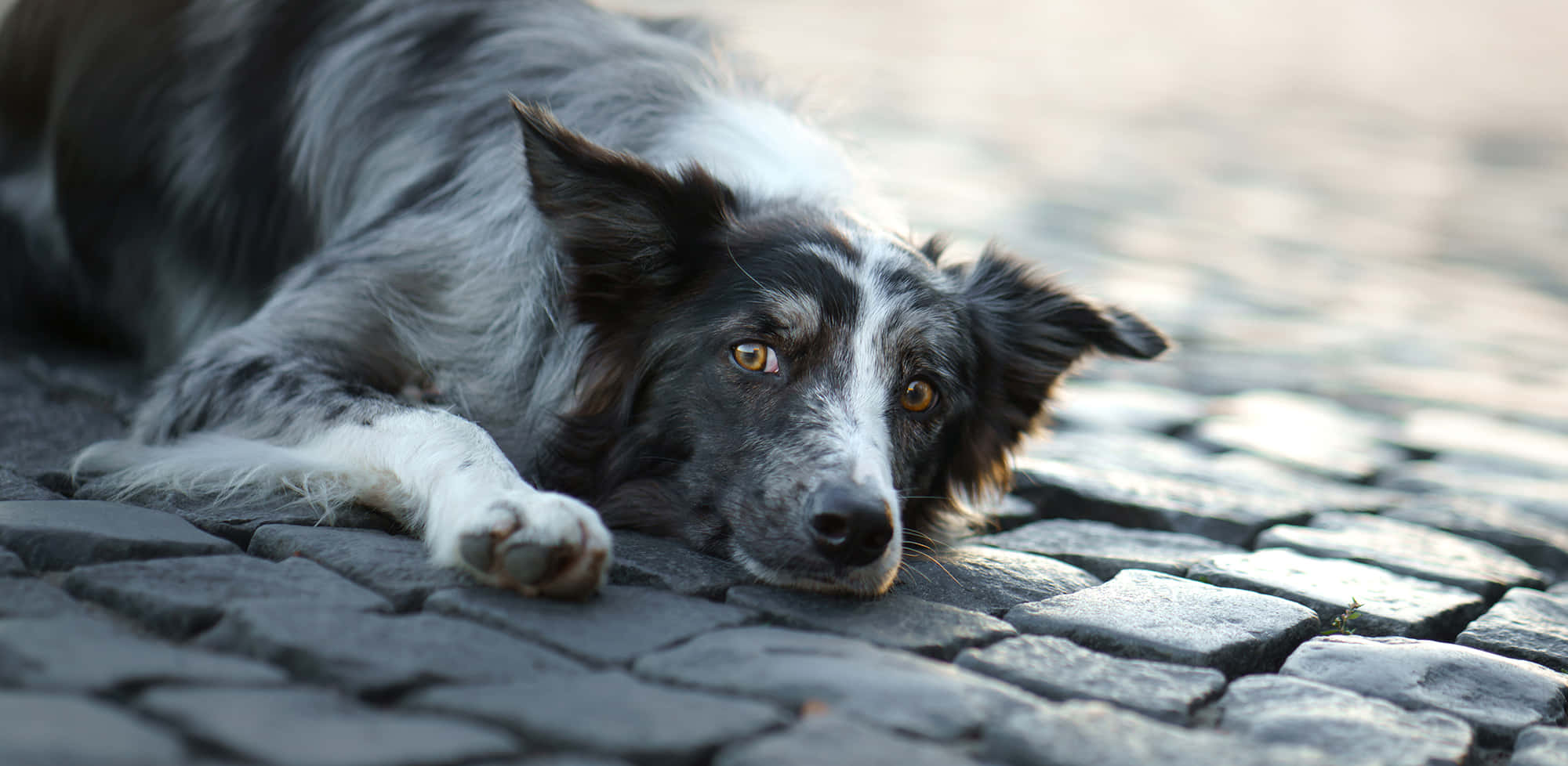 「呢隻邊境牧羊犬展示出佢哋有幾友善同忠誠！」 壁紙
