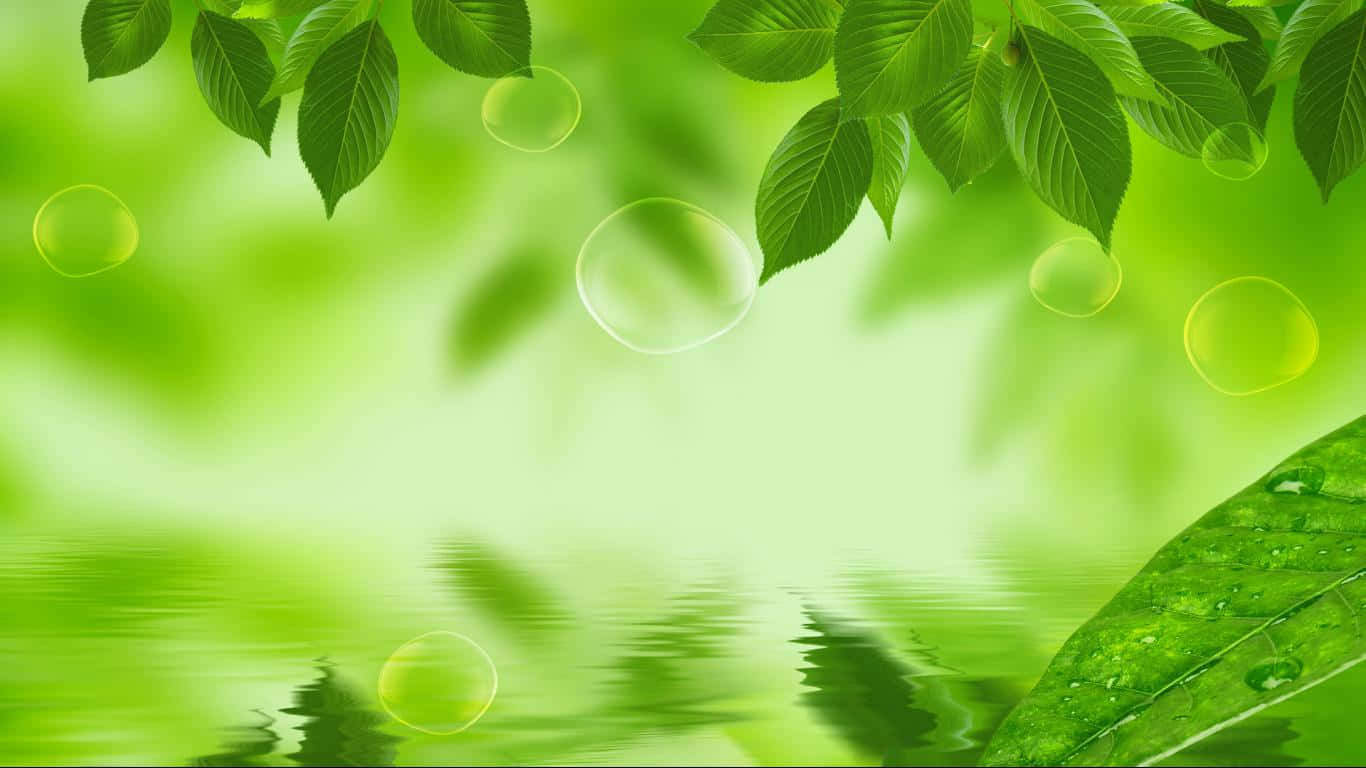 綠葉上的露珠和漂浮的氣泡在平靜的水面上。