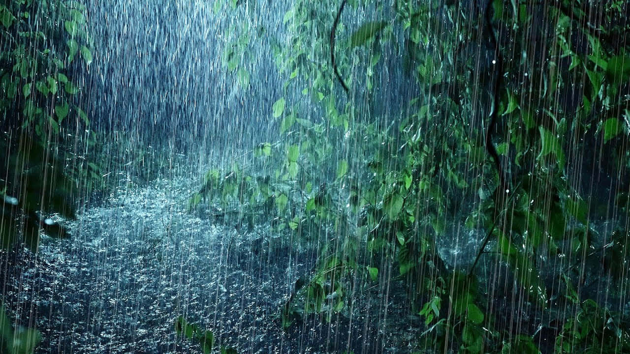 雨水穿過綠色森林的樹葉落下，在潮濕的地面上形成迷濛的藍色光芒。