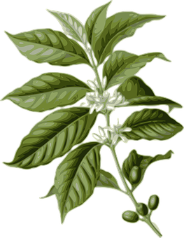 咖啡植物插圖 壁紙