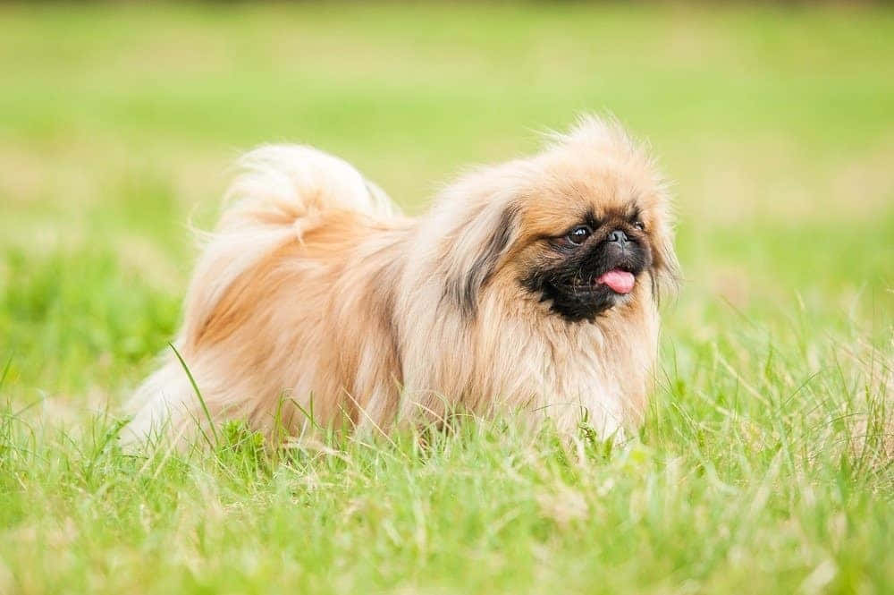 咧嘴笑的北京犬幼犬展現無限可愛 壁紙 — 一隻毛茸茸嘅北京狗，黑色面同粉紅色脷，警覺咁坐喺鮮綠色嘅草地上。