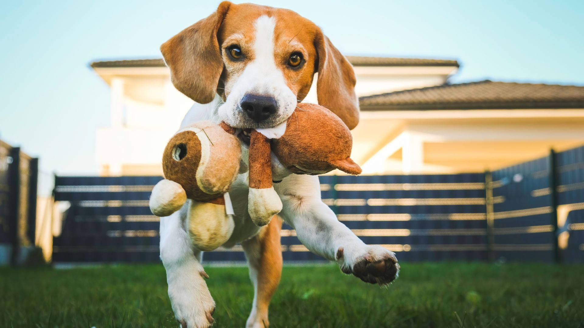 比格犬幼犬在花園裡叼著毛絨玩具奔跑
