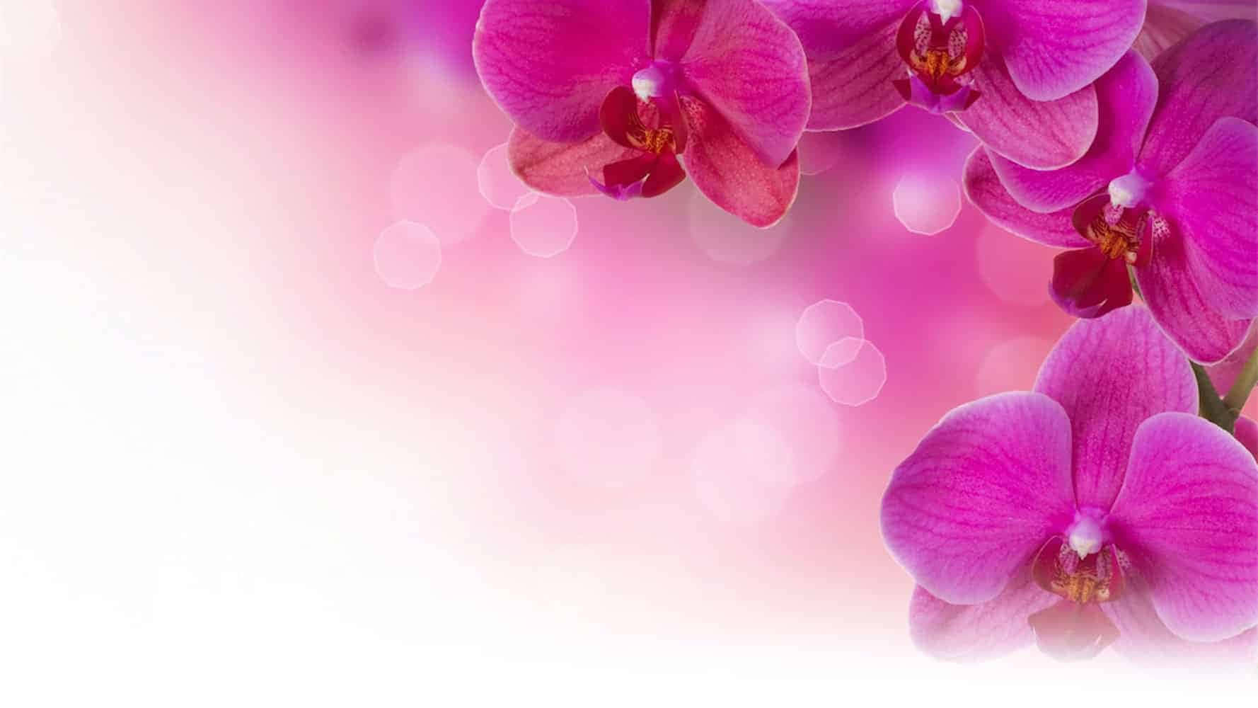哀悼親愛之人離去 壁紙 — 鮮豔的粉紅色蘭花在夢幻般的散景背景和柔和的光線漸變中輕輕綻放。