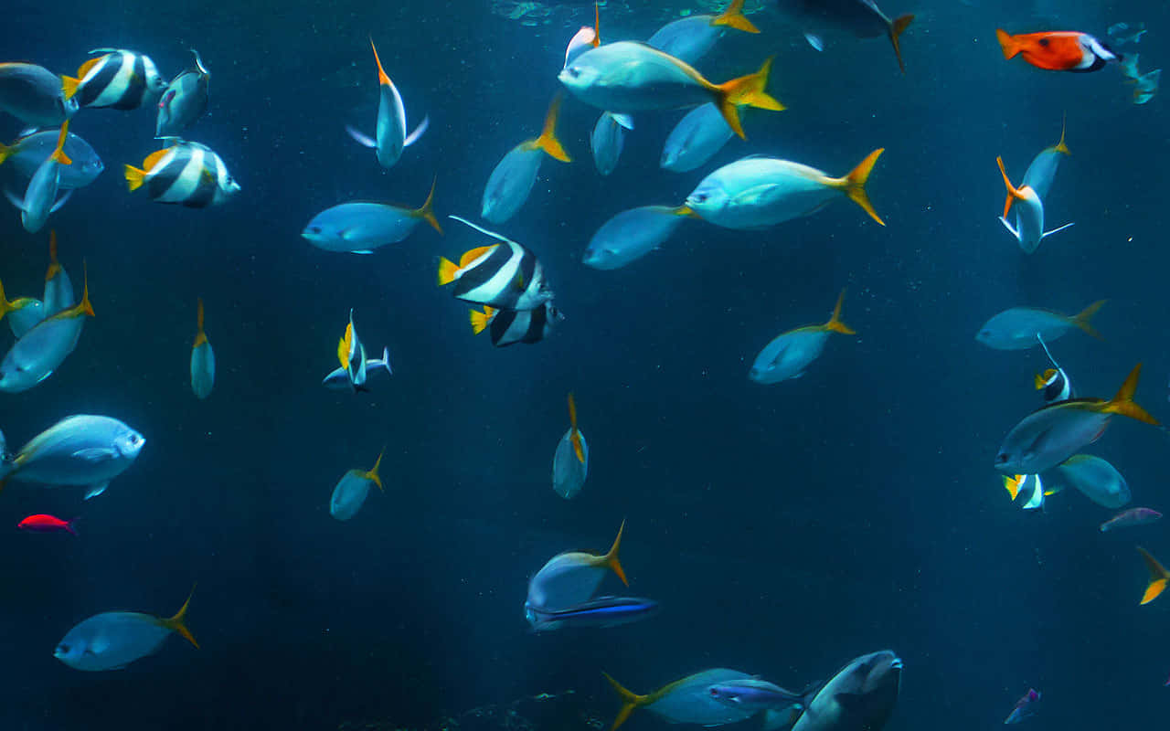 色彩繽紛的熱帶魚在深藍色的海水中游泳。