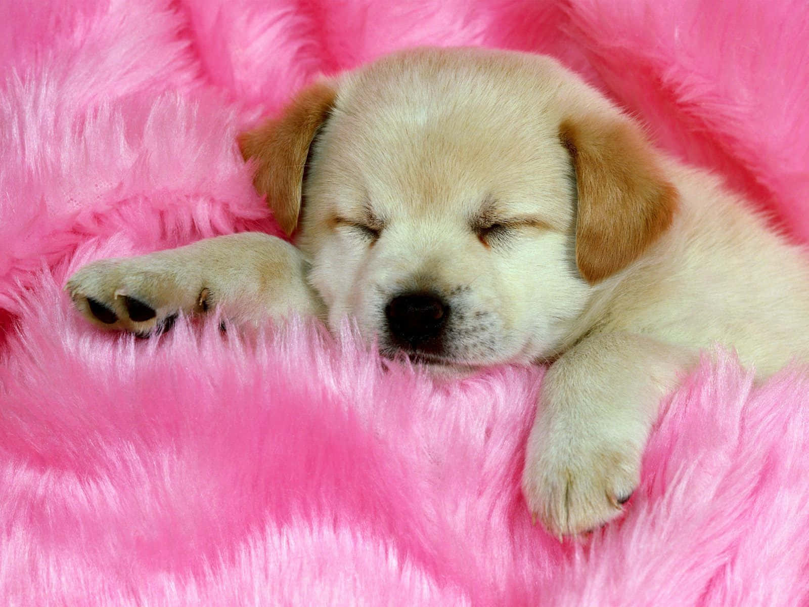 「哇...這麼可愛的幼犬！」 壁紙 — 一隻昏昏欲睡的黃色拉布拉多幼犬，在蓬鬆的亮粉色毯子上安詳地休息。