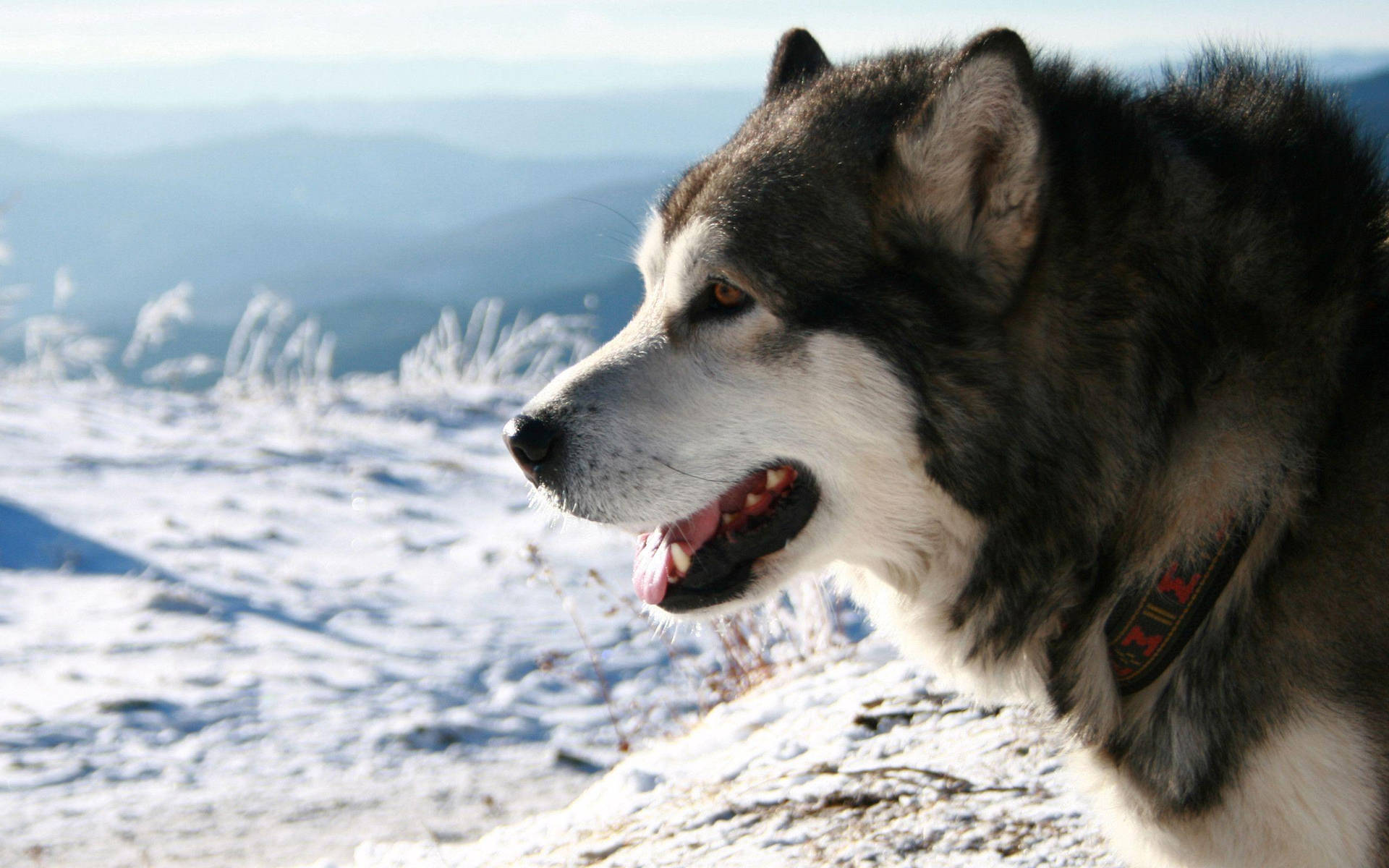 阿拉斯加雪橇犬在雪山俯瞰遠方山丘