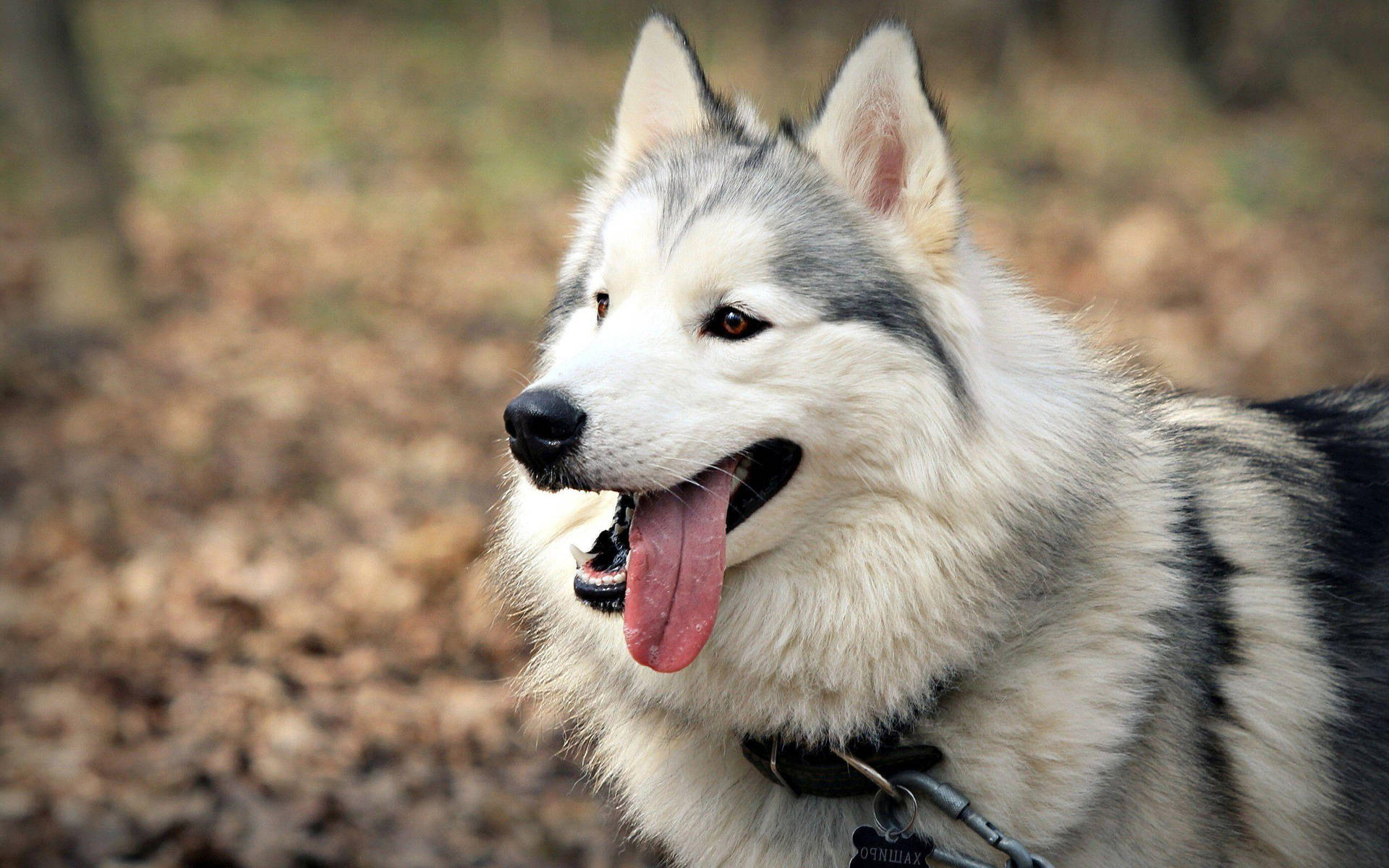 快樂的雪橇犬在秋林中伸舌喘氣。