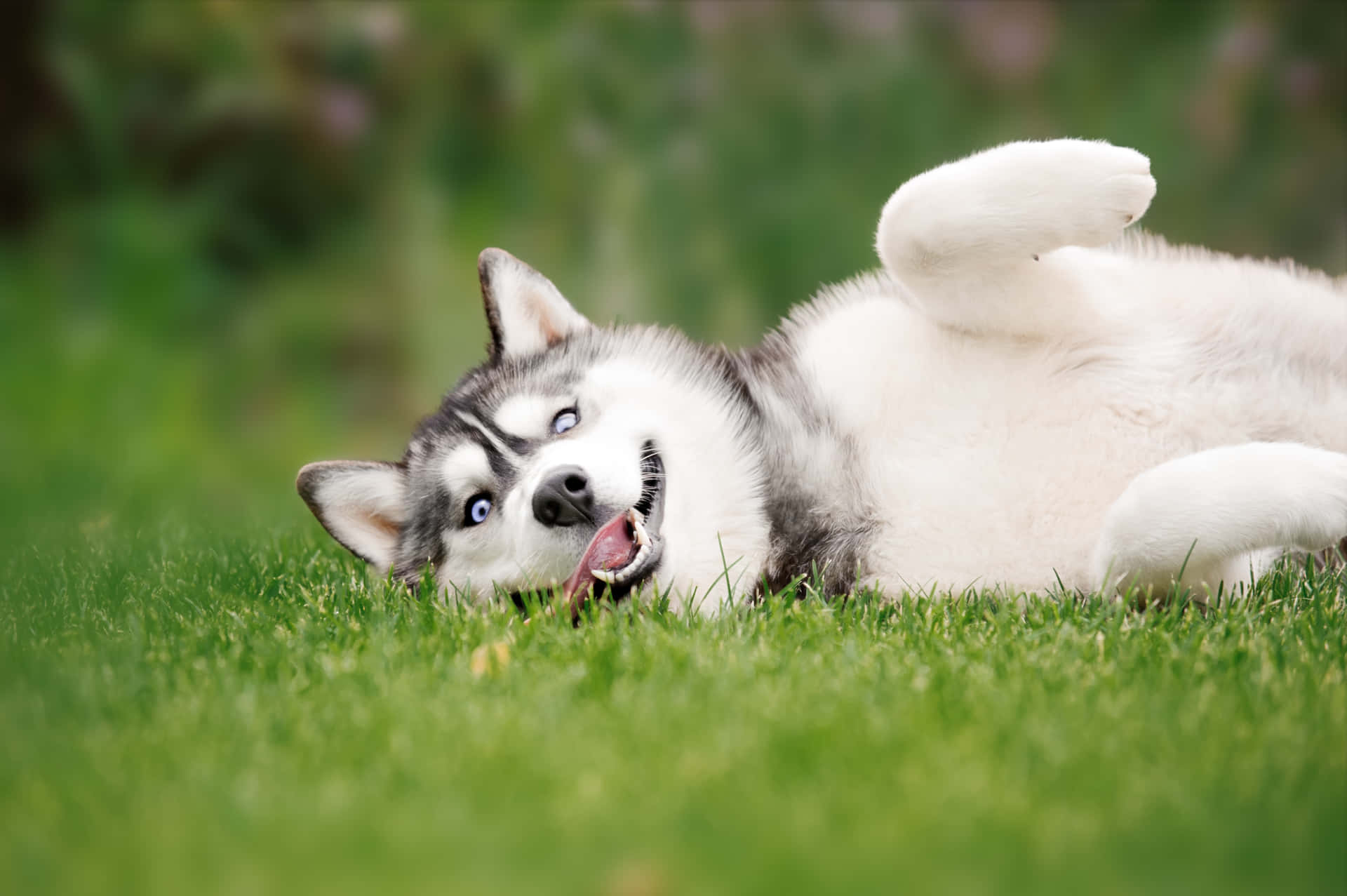 頑皮的哈士奇幼犬躺在綠色草地上，藍色眼睛，舌頭伸出。