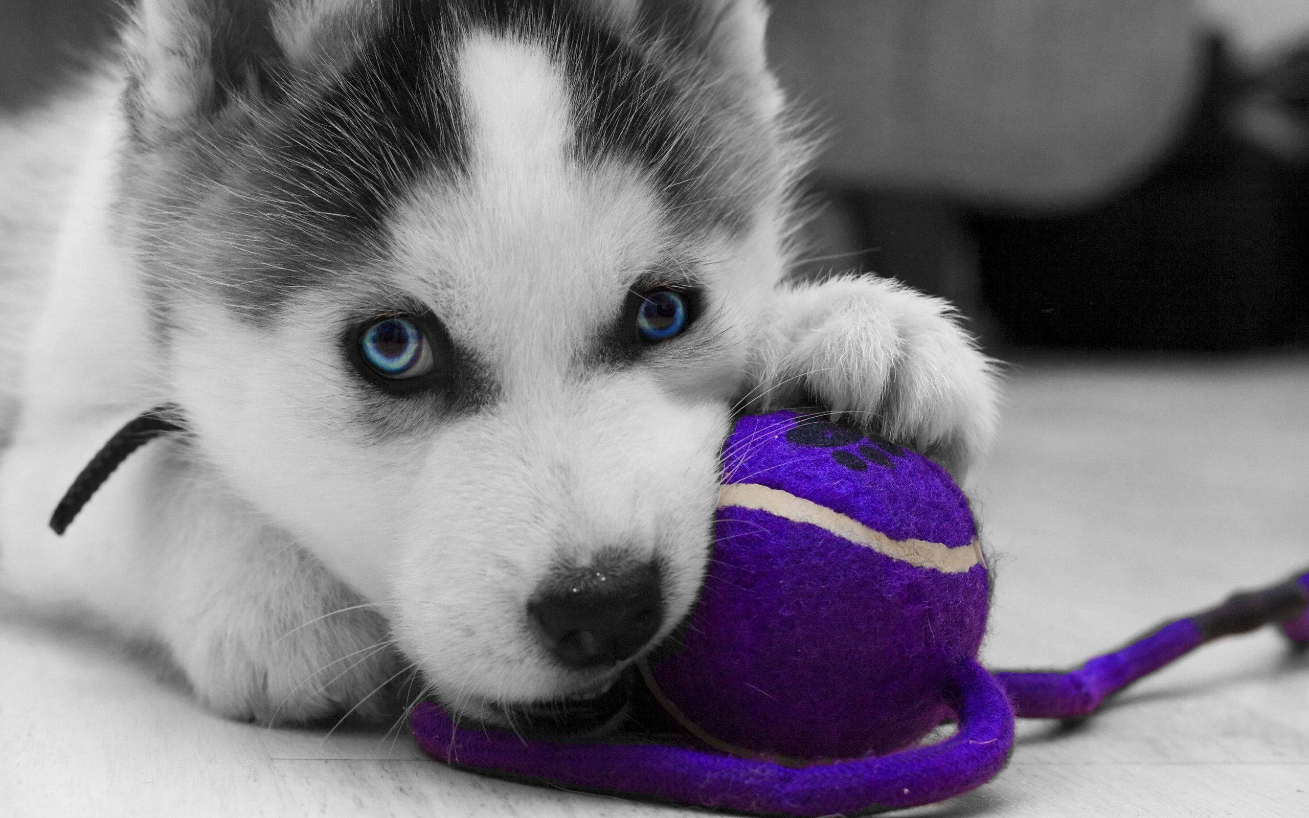 哈士奇幼犬咬玩具 壁紙 — 一隻黑白相間的哈士奇幼犬，擁有引人注目的藍色眼睛，輕輕咬著一個充滿活力的紫色網球玩具。