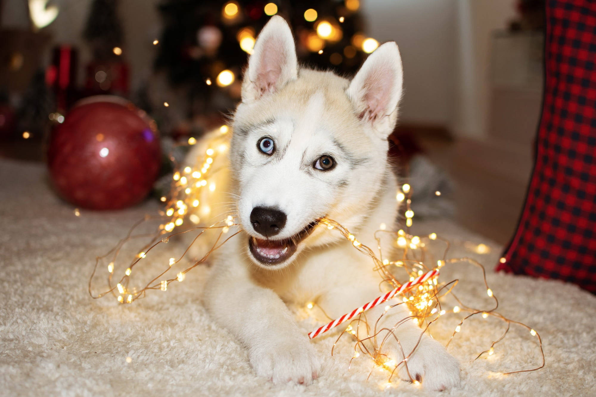 哈士奇幼犬咬著聖誕燈 壁紙 — 一隻毛茸茸的哈士奇幼犬，擁有引人注目的藍眼睛，在聖誕裝飾中頑皮地咀嚼著發光的仙女燈。