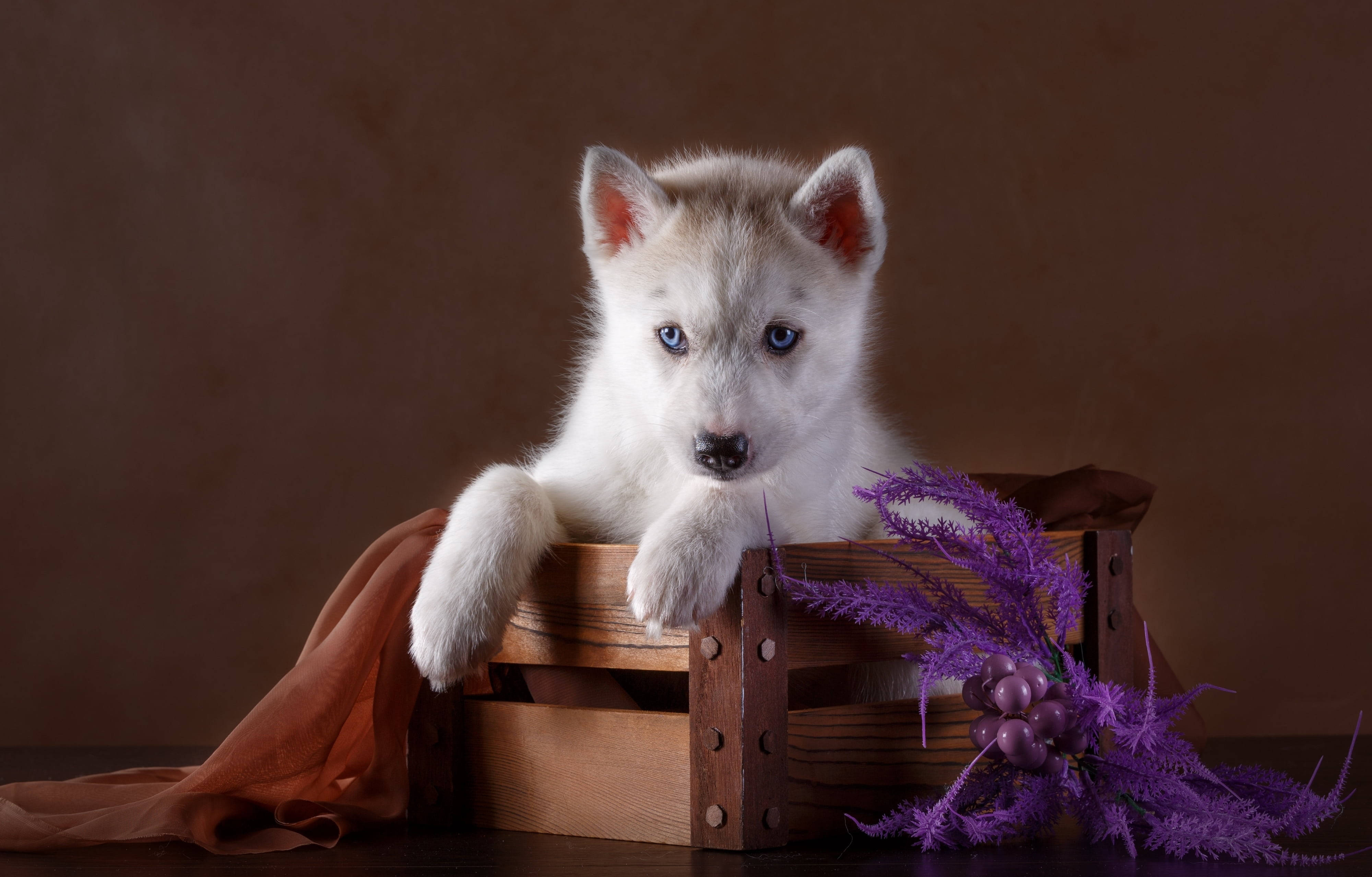 哈士奇幼犬在棕色籠子內 壁紙 — 一隻毛茸茸的白色哈士奇幼犬，有著引人注目的藍色眼睛，從一個木箱裡探出頭來，旁邊有紫色的花朵和一塊鏽色的布。