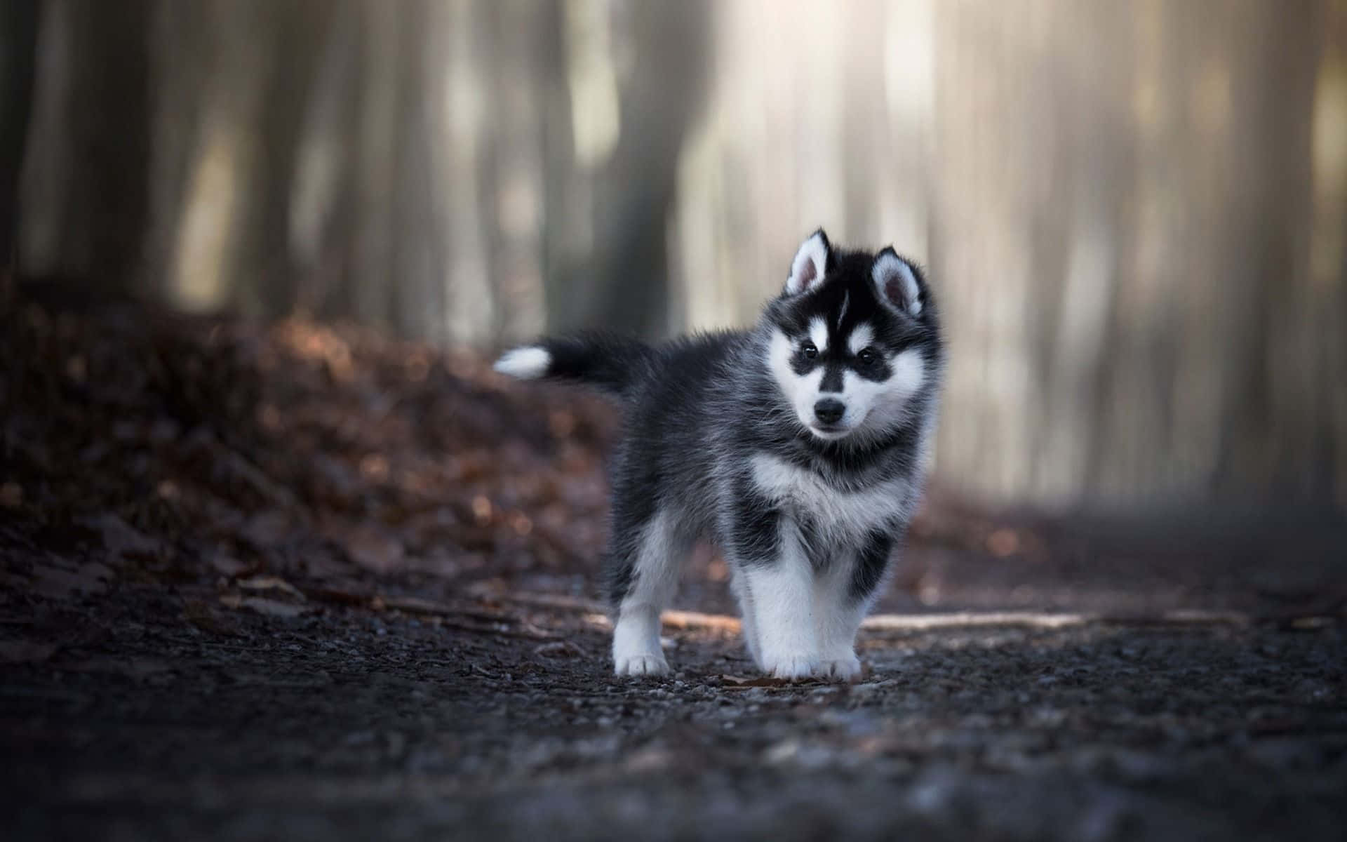 一隻小哈士奇幼犬在落葉的森林小徑上行走。