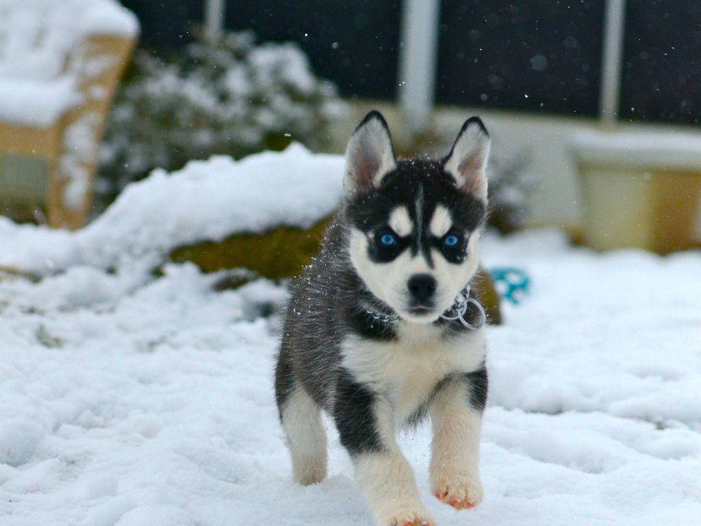 哈士奇幼犬在雪中奔跑 壁紙 — 一隻毛茸茸的哈士奇幼犬，帶著銳利的藍眼睛，在冬季後院的新雪中輕快地走過。