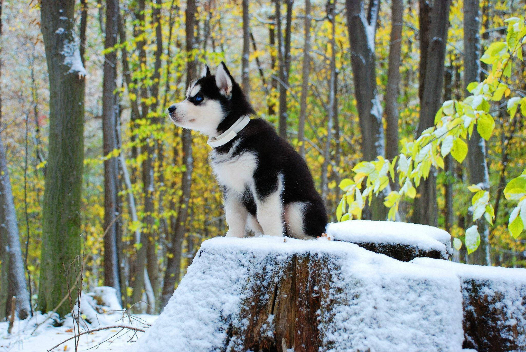 哈士奇幼犬坐在雪覆樹幹上 壁紙 — 一隻藍眼睛的黑白哈士奇幼犬警覺地坐在森林中白雪覆蓋的樹樁上，周圍是金黃色的秋葉。