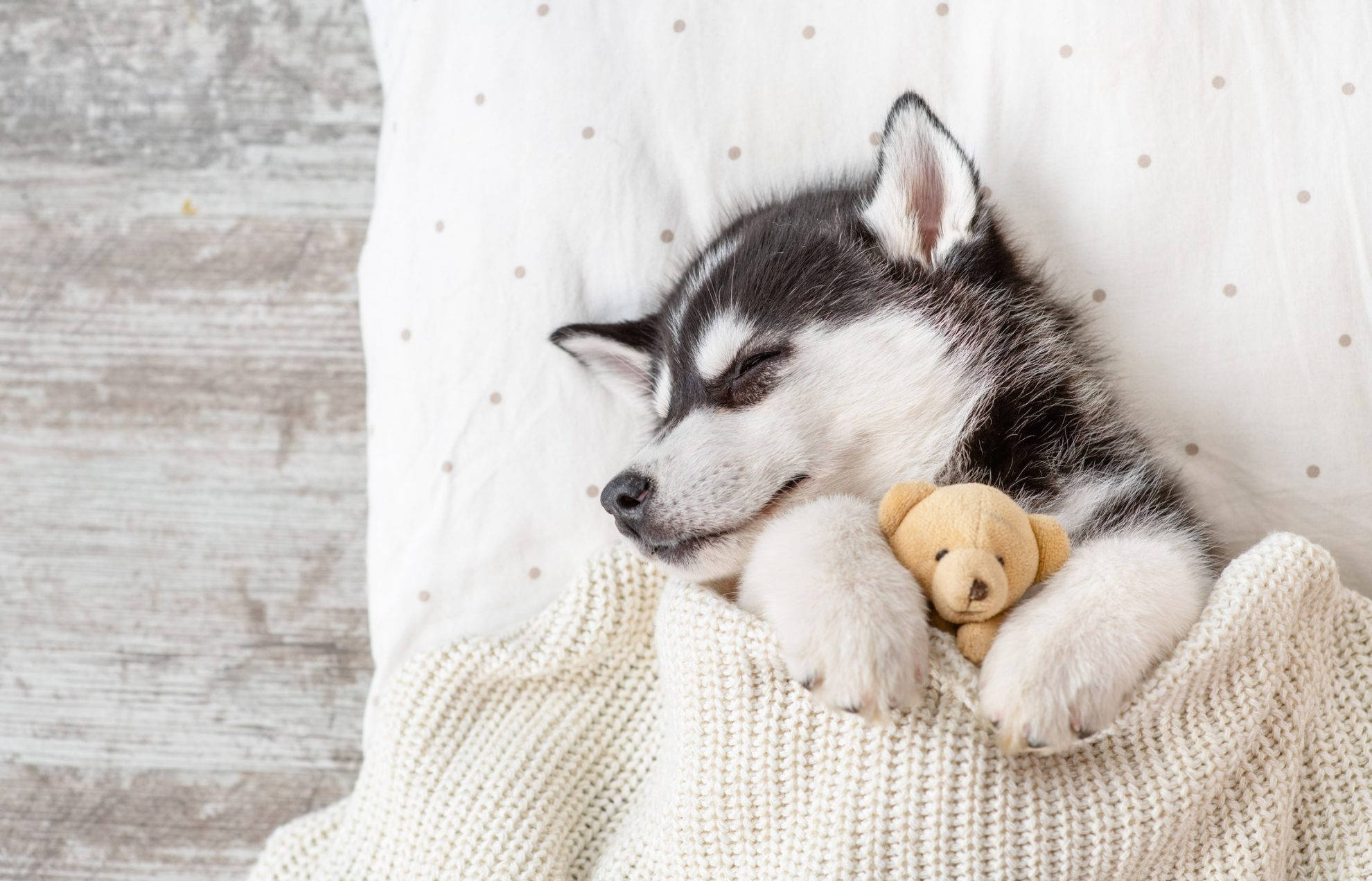 哈士奇幼犬抱著泰迪熊睡覺 壁紙 — 一隻睡眼惺忪的哈士奇幼犬在舒適的針織毯子裡平靜地休息，抱著一個小泰迪熊。