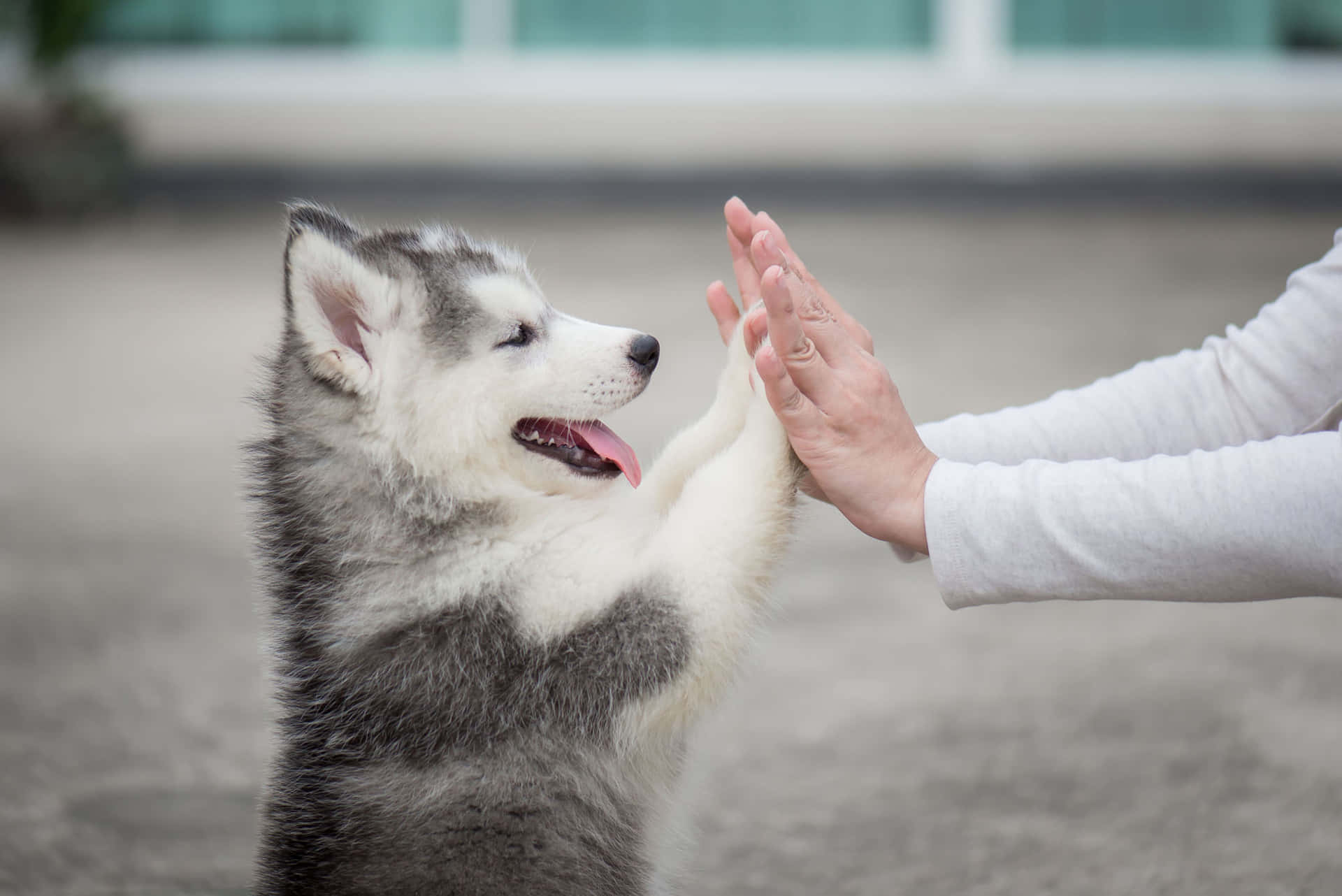 一隻哈士奇幼犬在戶外與人的手擊掌。