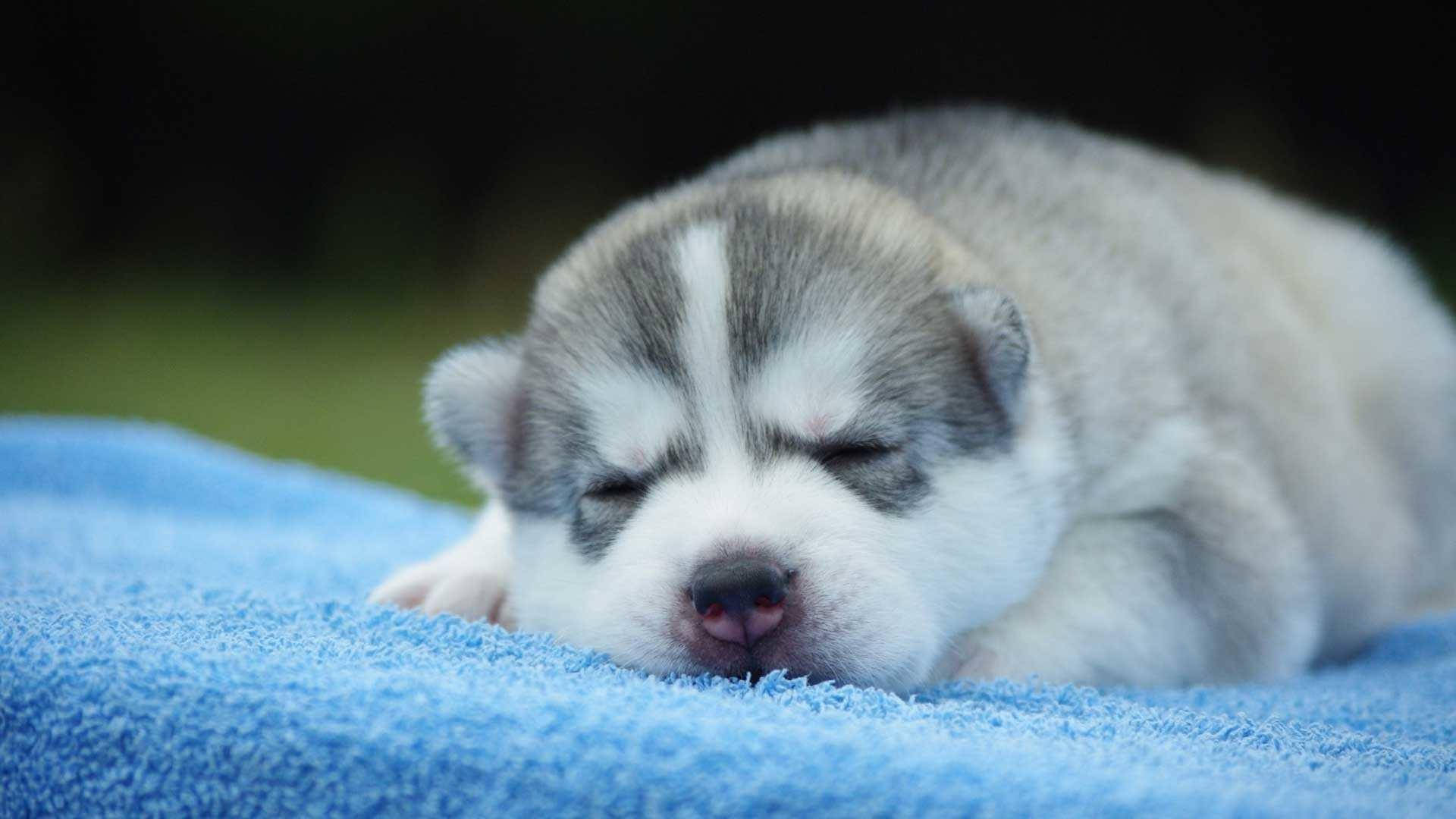 哈士奇幼犬睡在藍布上 壁紙 — 一隻灰白色毛髮、昏昏欲睡的哈士奇幼犬，在戶外的柔軟藍色毛巾上安靜地休息。