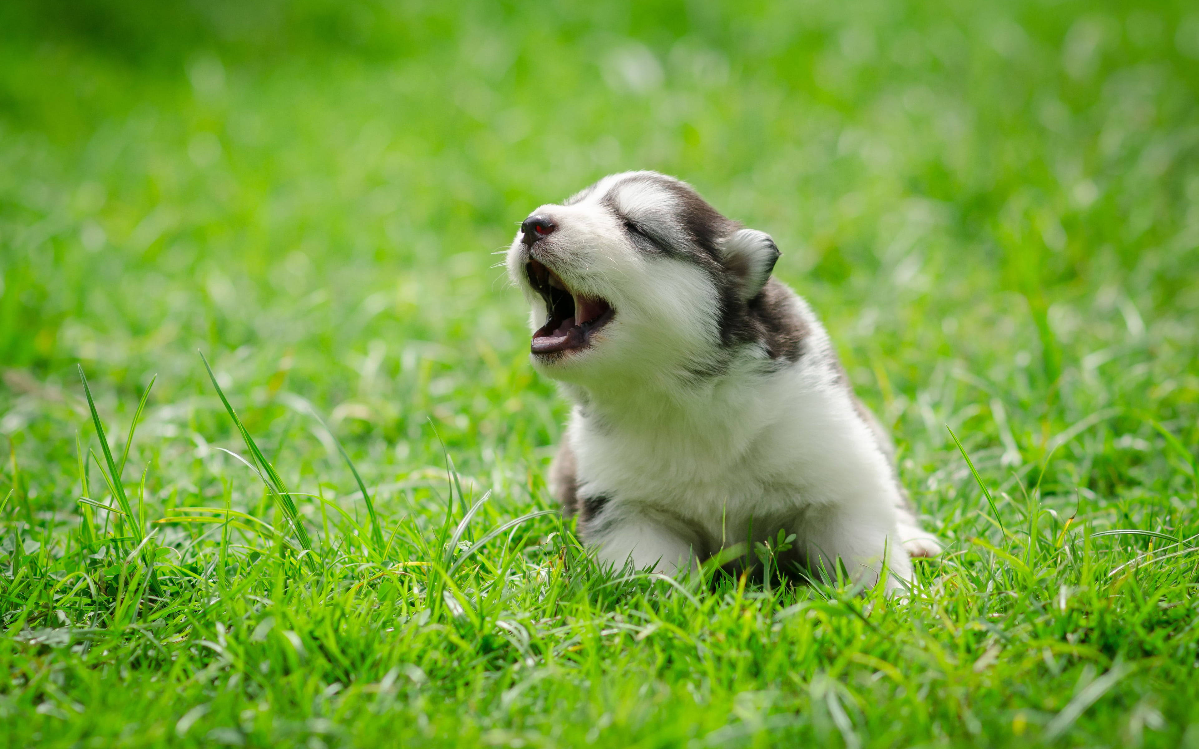 哈士奇幼犬草地嚎叫 壁紙 — 一隻毛茸茸的哈士奇幼犬在陽光明媚的日子裡坐在充滿活力的綠色草地上，張大嘴巴打哈欠。
