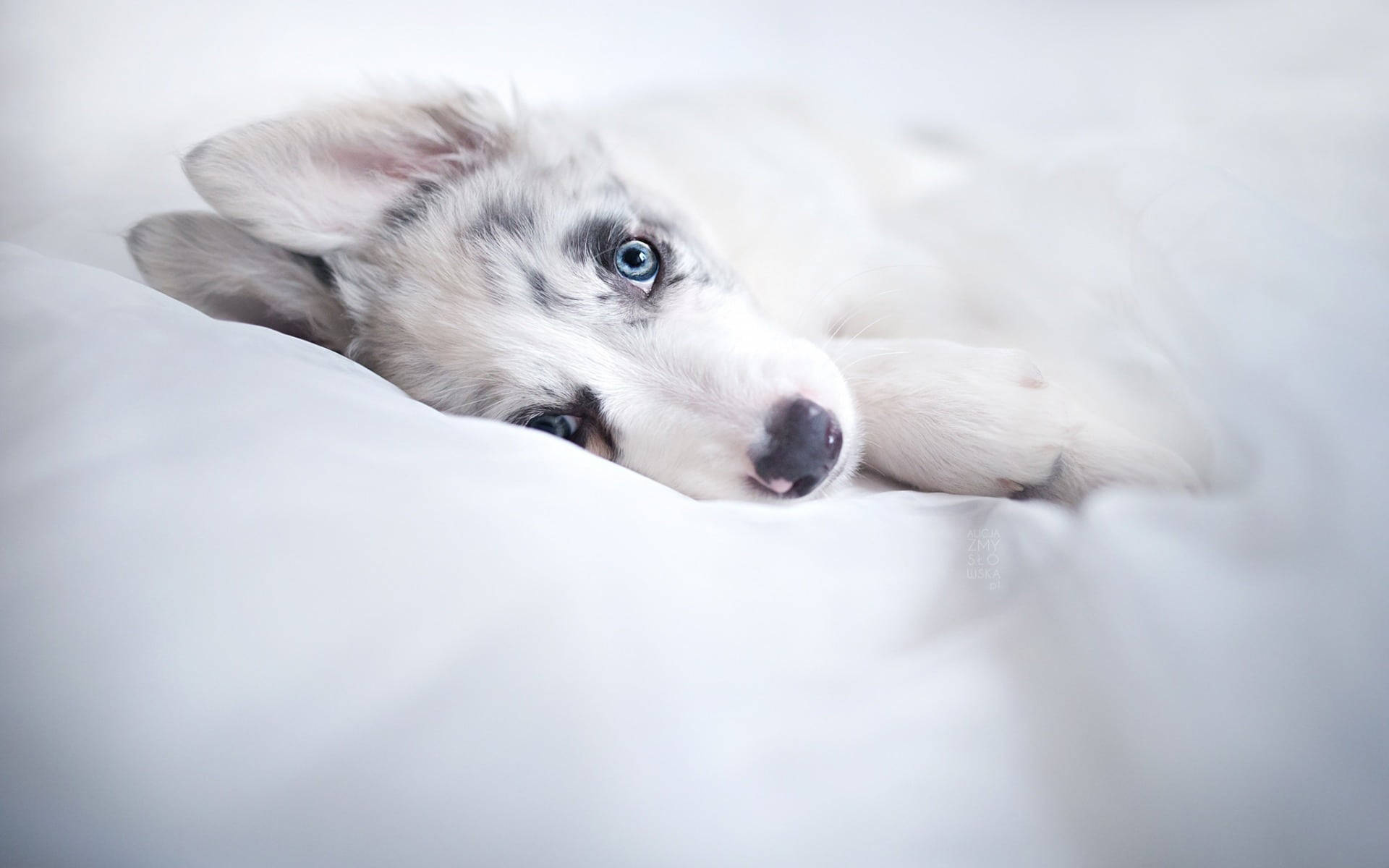 哈士奇幼犬躺在白色床單上 壁紙 — 一隻毛茸茸的哈士奇幼犬，擁有引人注目的藍色眼睛，在柔軟的白色床單上安詳地休息。