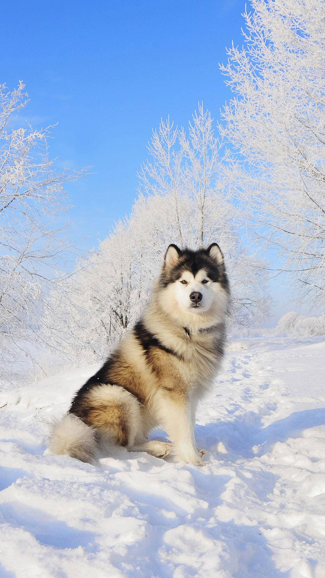 阿拉斯加雪橇犬坐在白雪皚皚的冬季森林中，周圍是結霜的樹木和藍天。