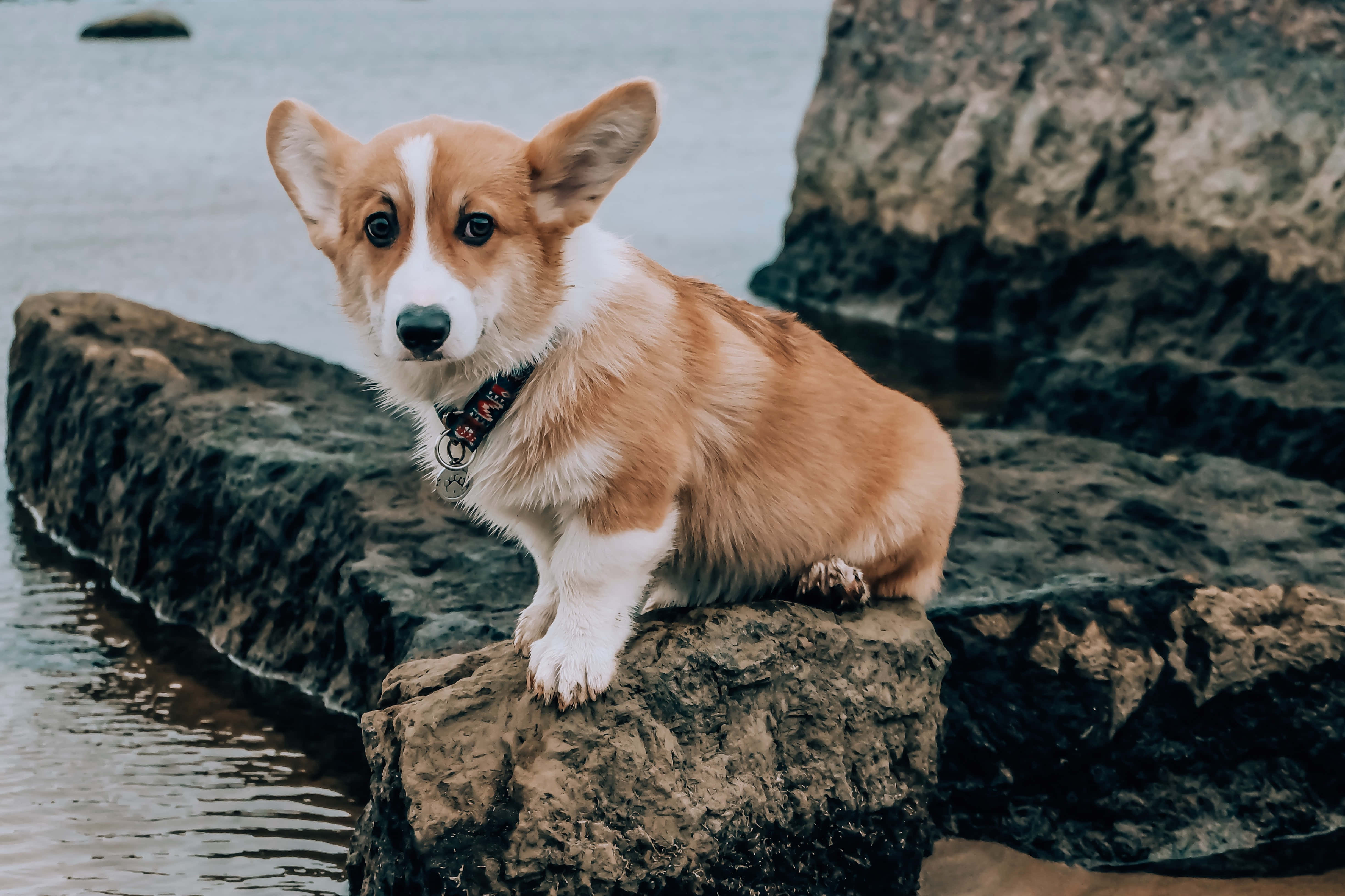 哥基犬圖片 壁紙