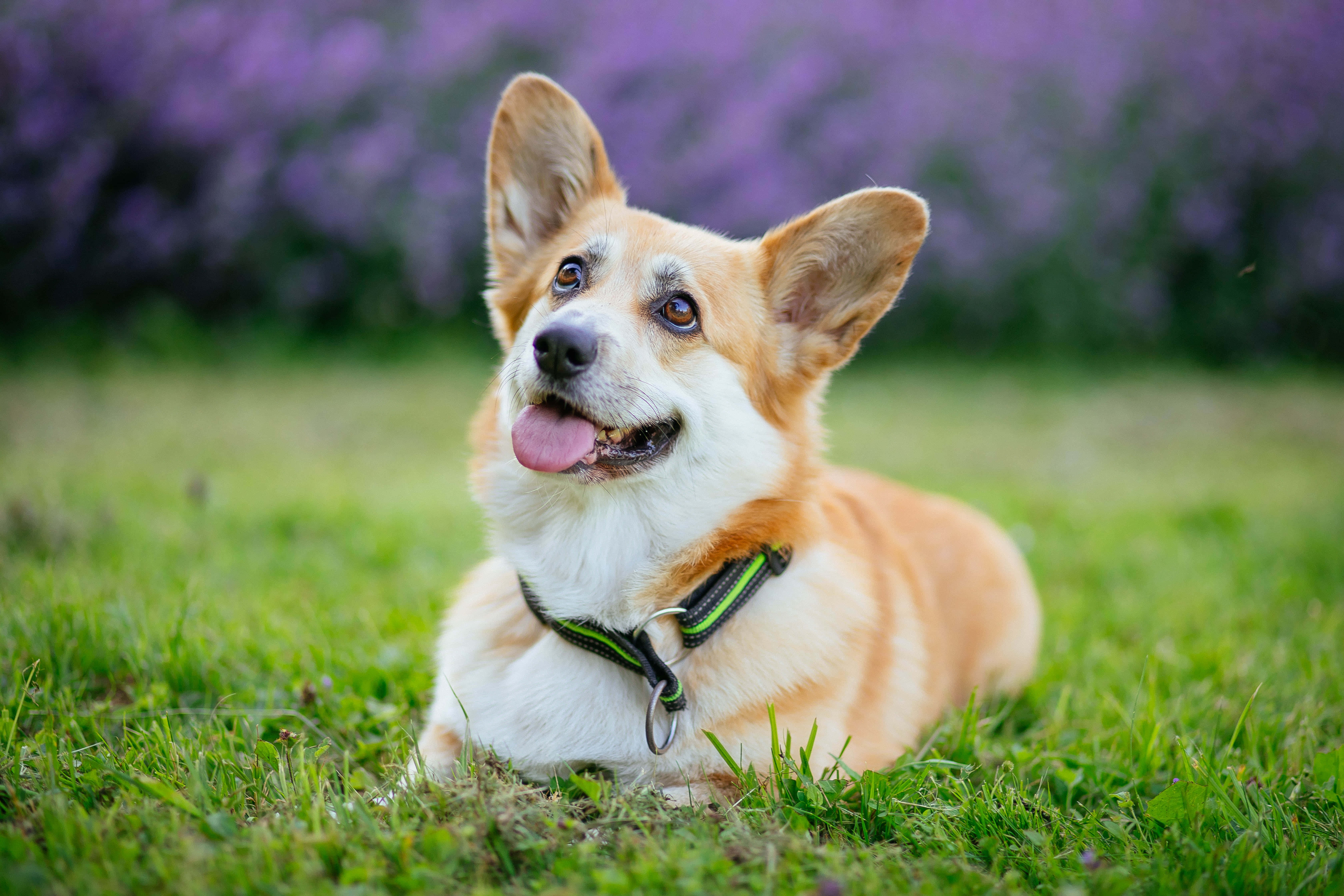 哥基犬圖片 壁紙
