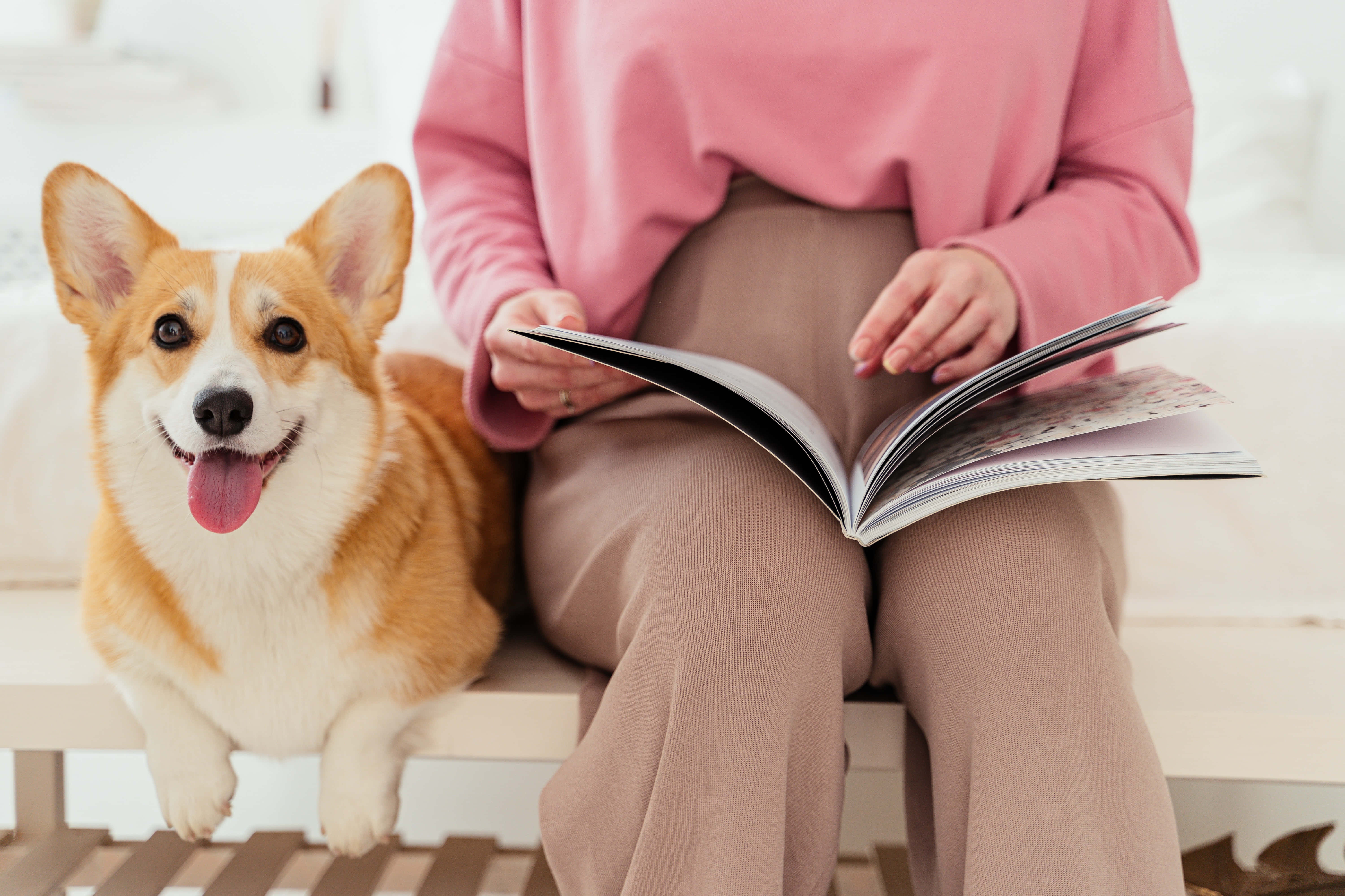 哥基犬圖片 壁紙