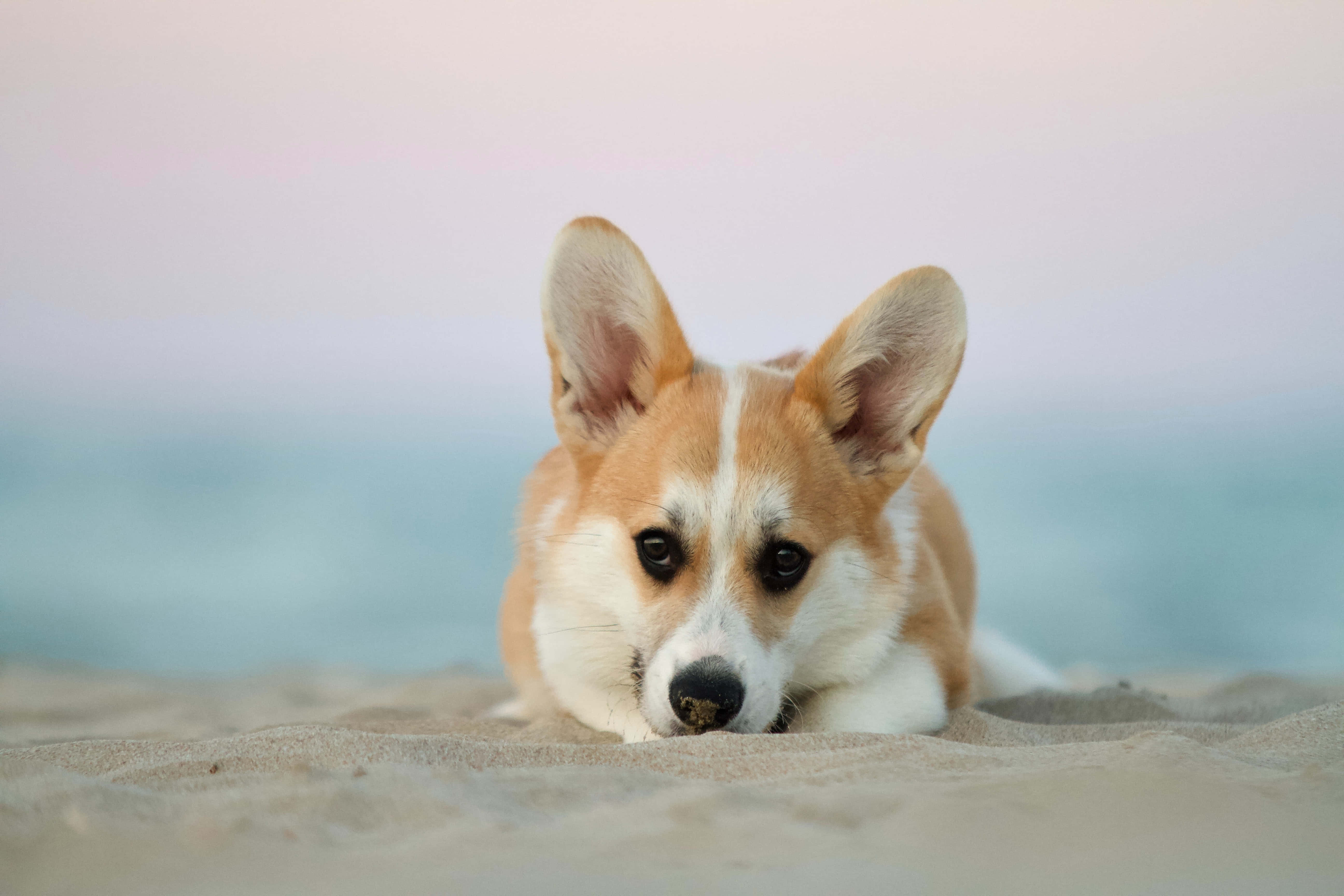 哥基犬圖片 壁紙