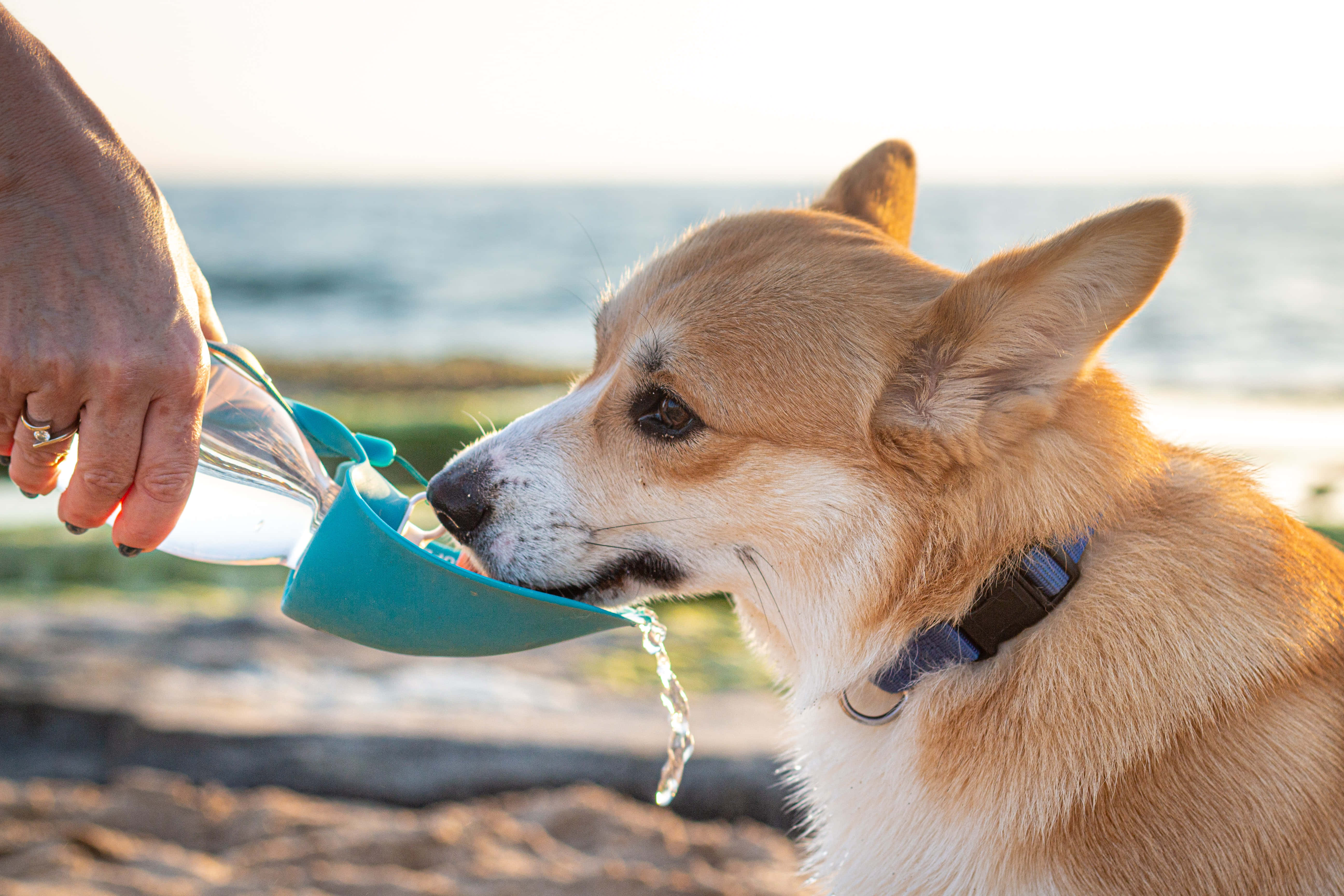 哥基犬圖片 壁紙