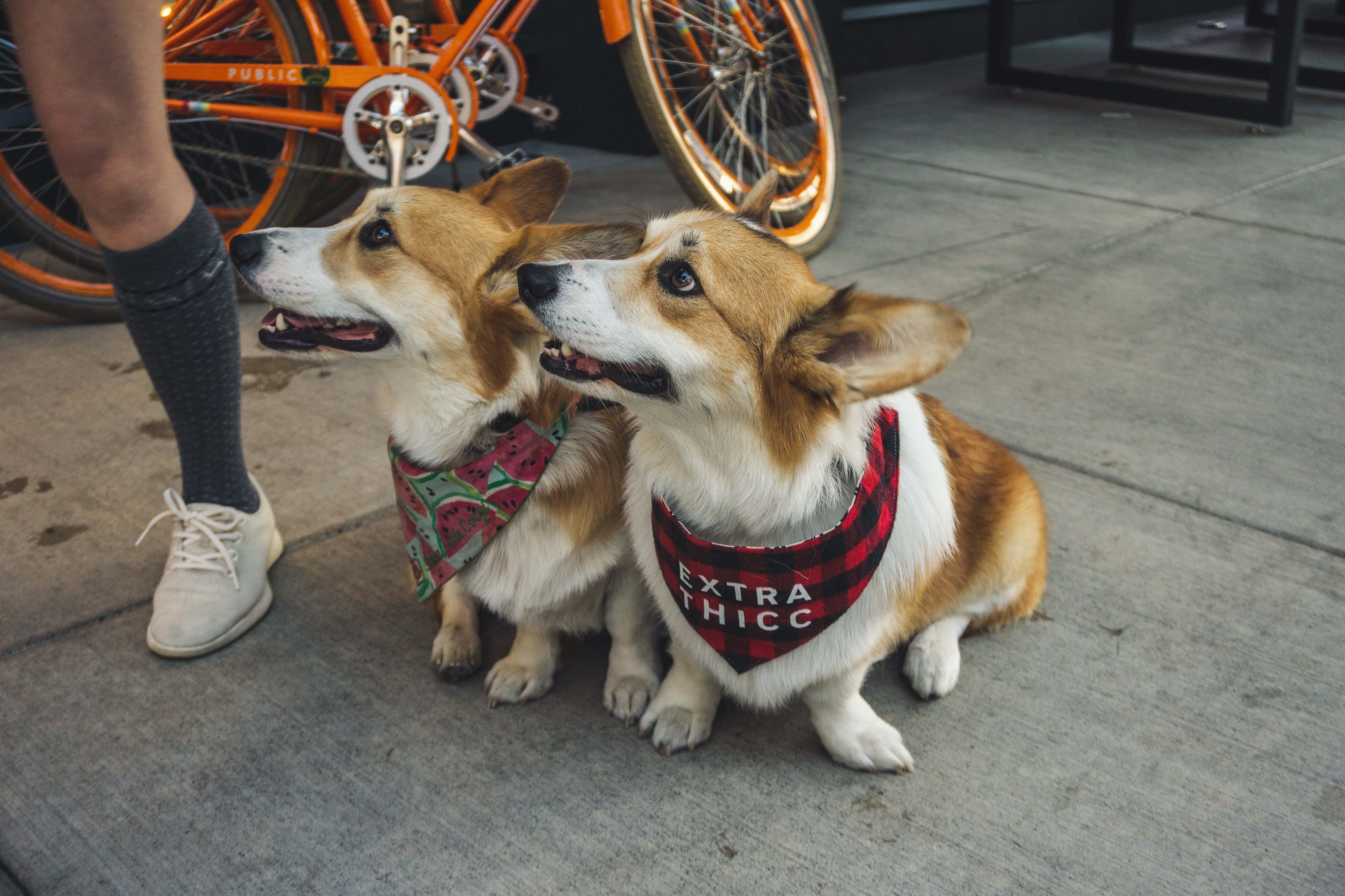 哥基犬圖片 壁紙