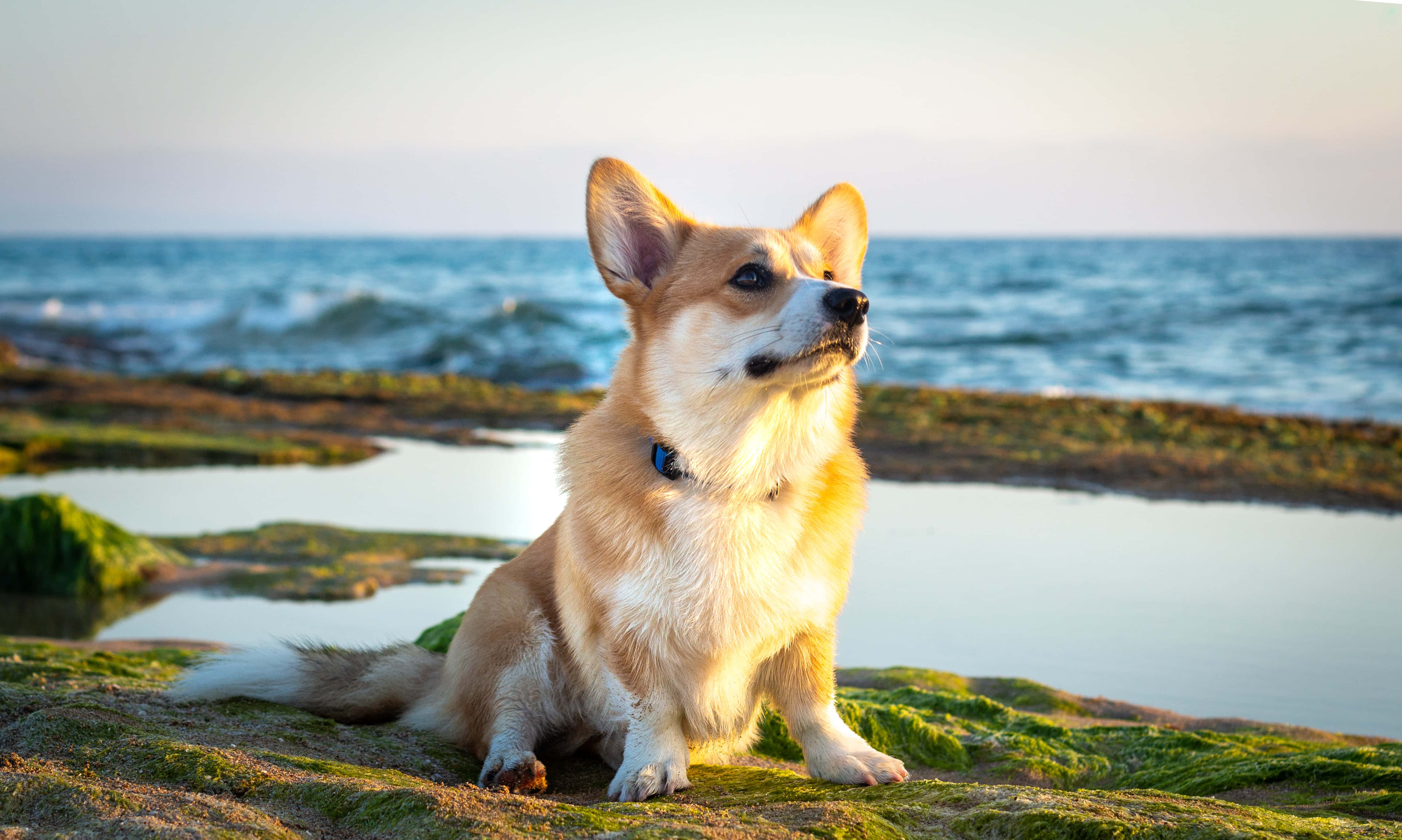 哥基犬圖片 壁紙
