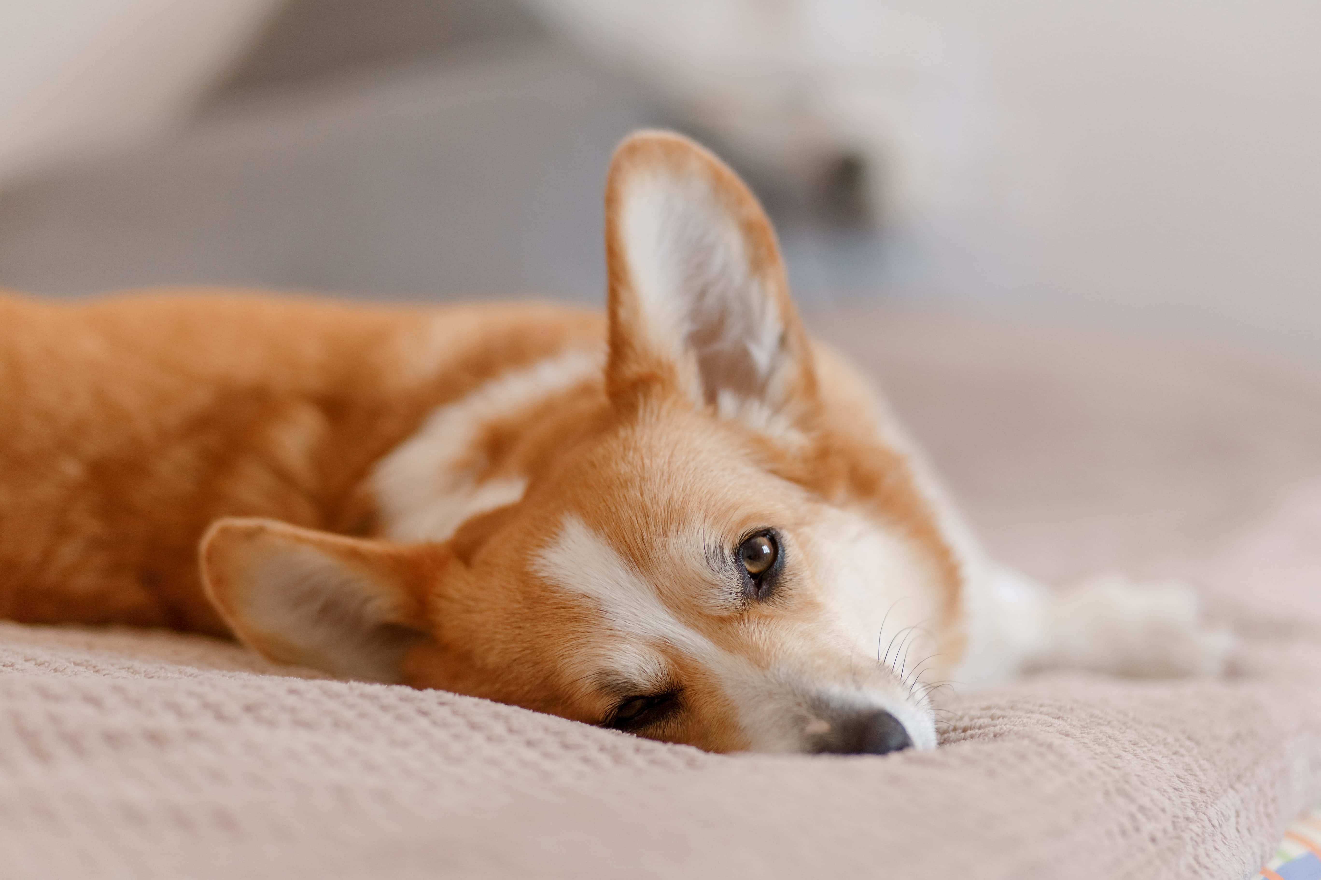 哥基犬圖片 壁紙