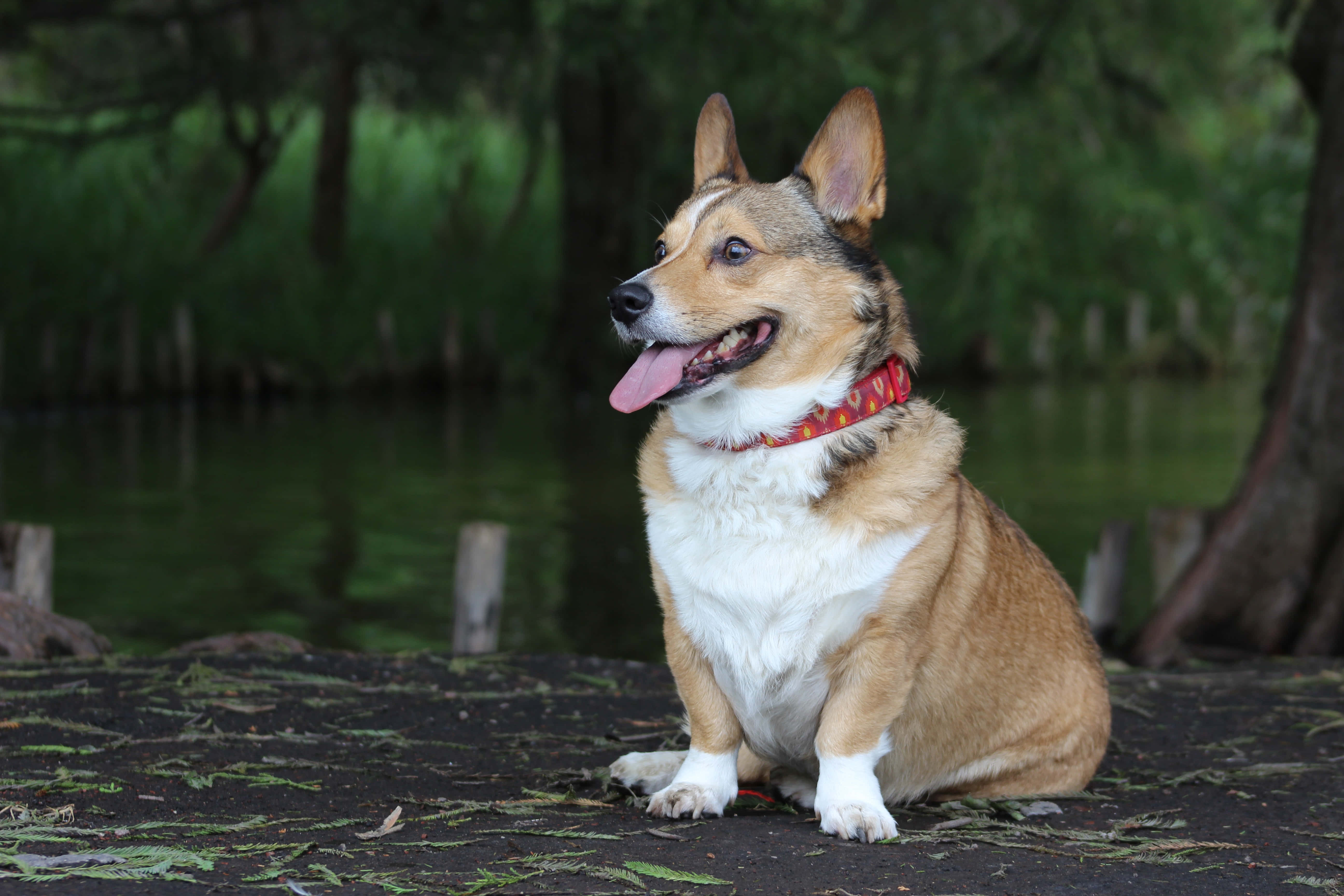 哥基犬圖片 壁紙