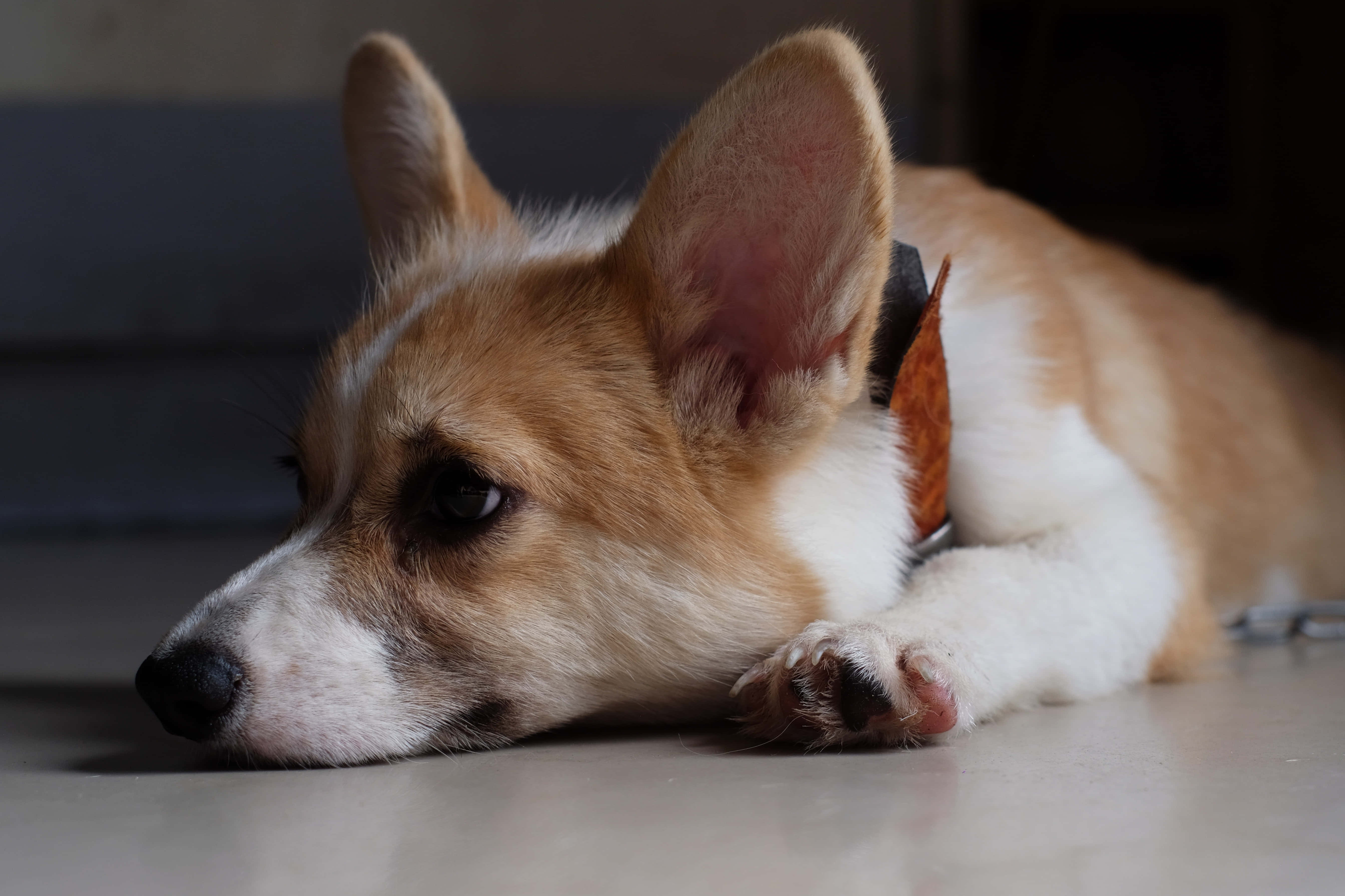 哥基犬圖片 壁紙