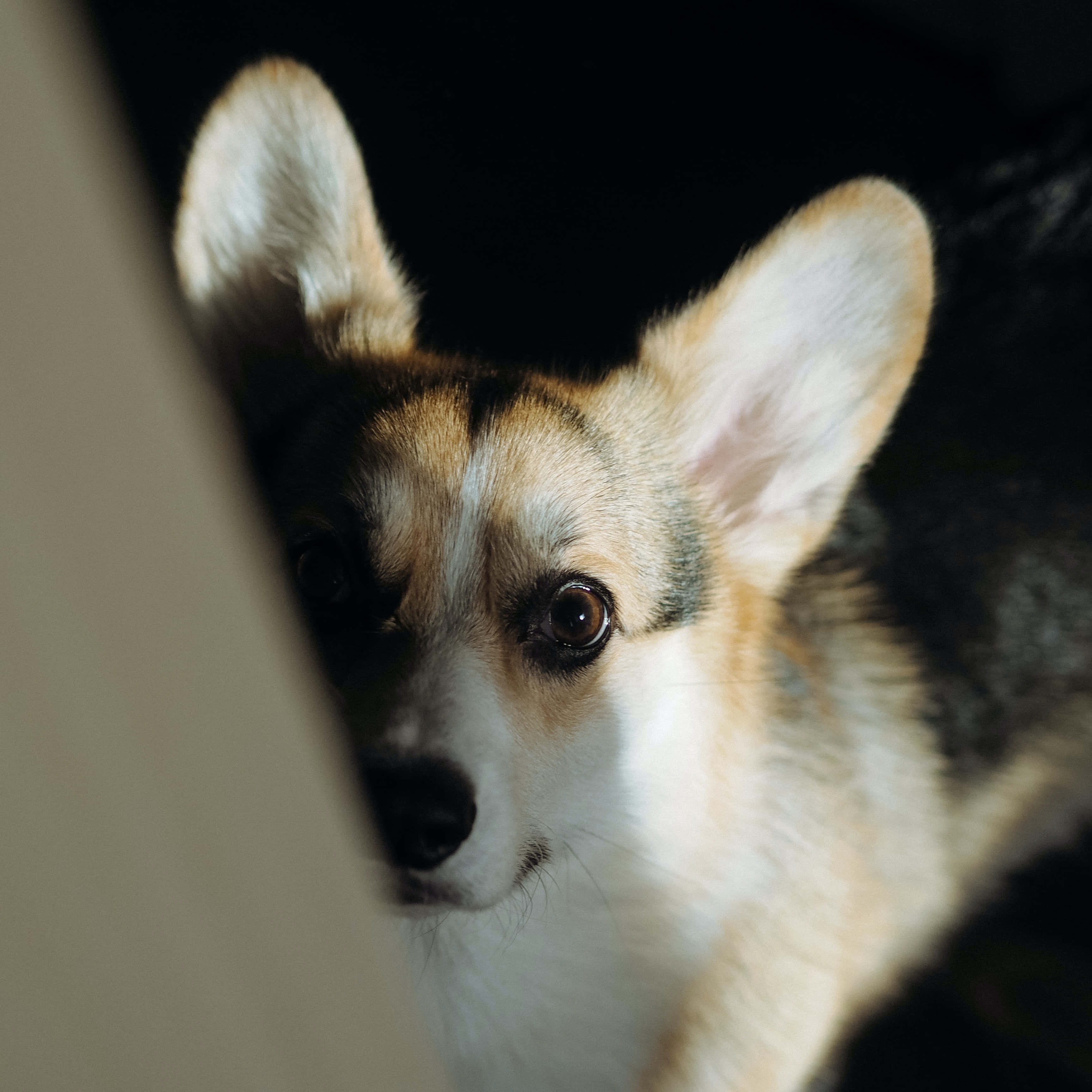 哥基犬圖片 壁紙