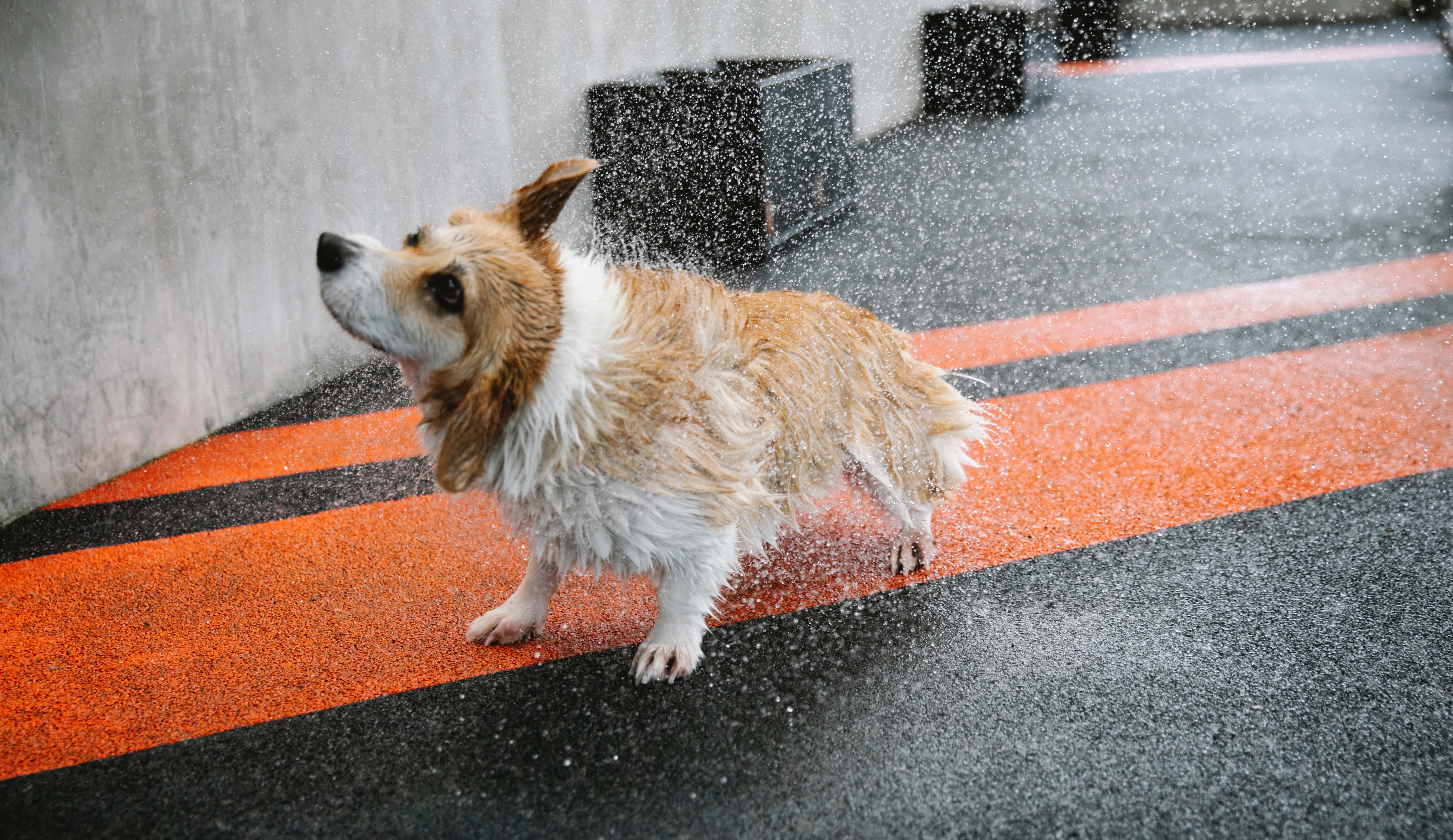哥基犬圖片 壁紙