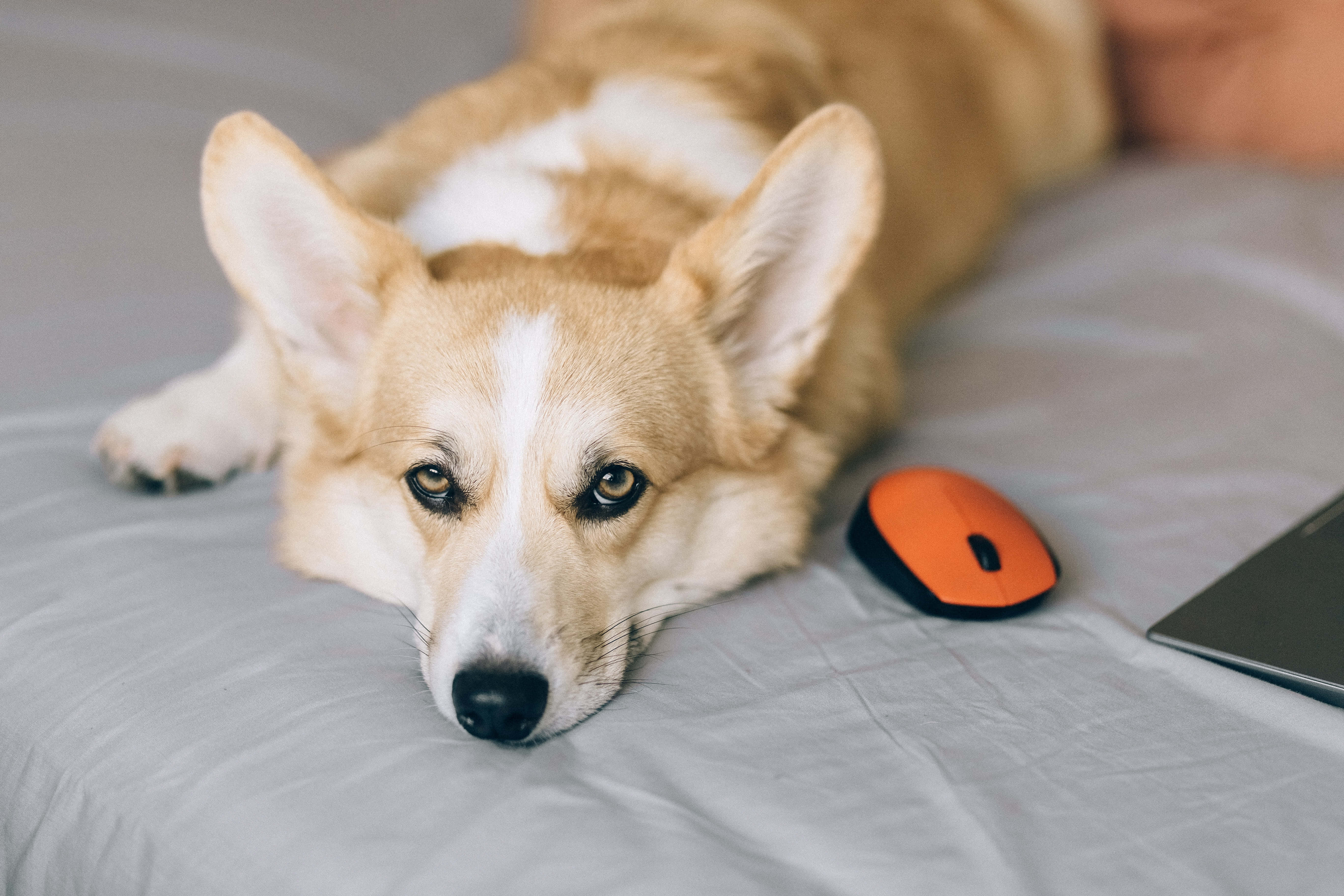 哥基犬圖片 壁紙