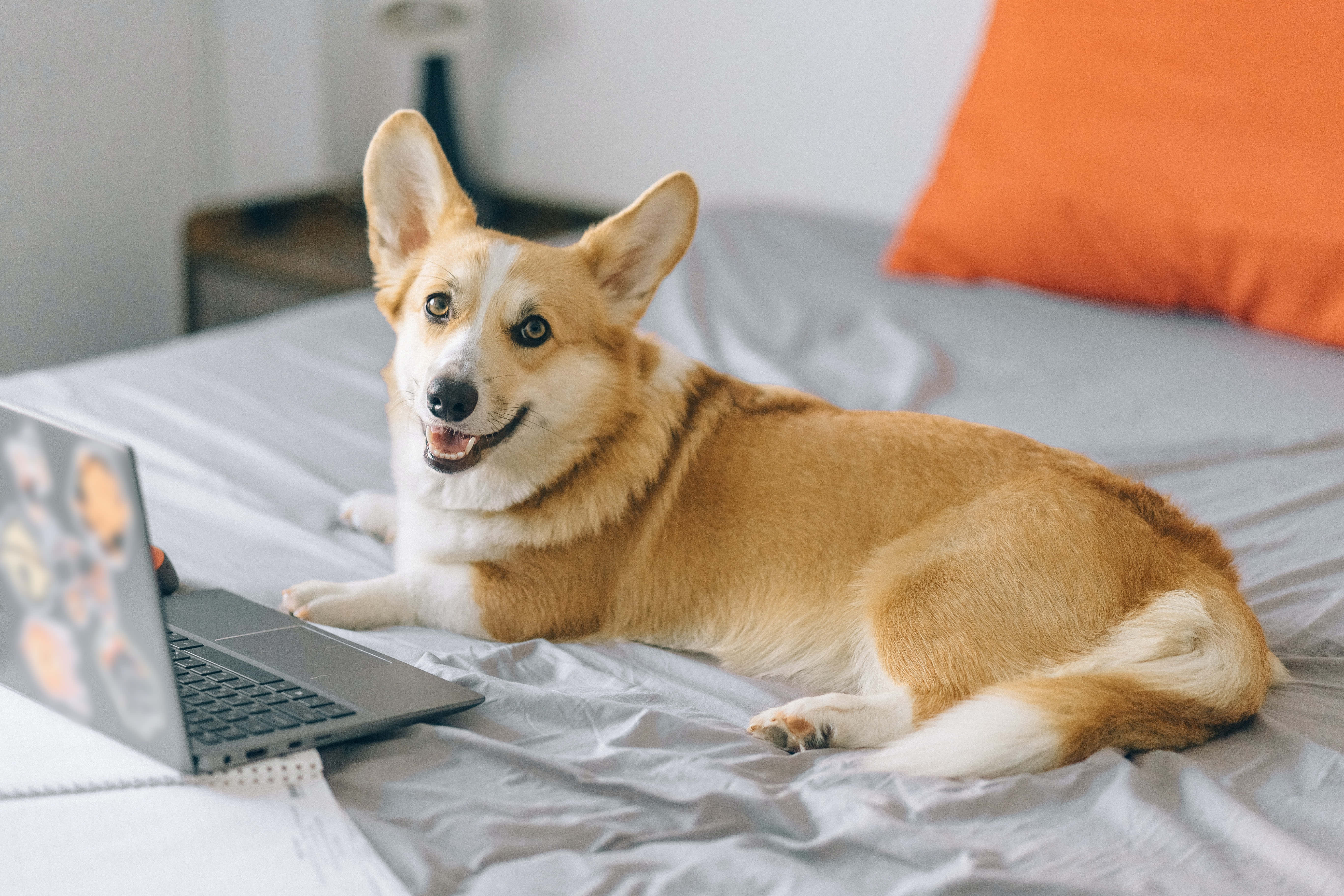 哥基犬圖片 壁紙