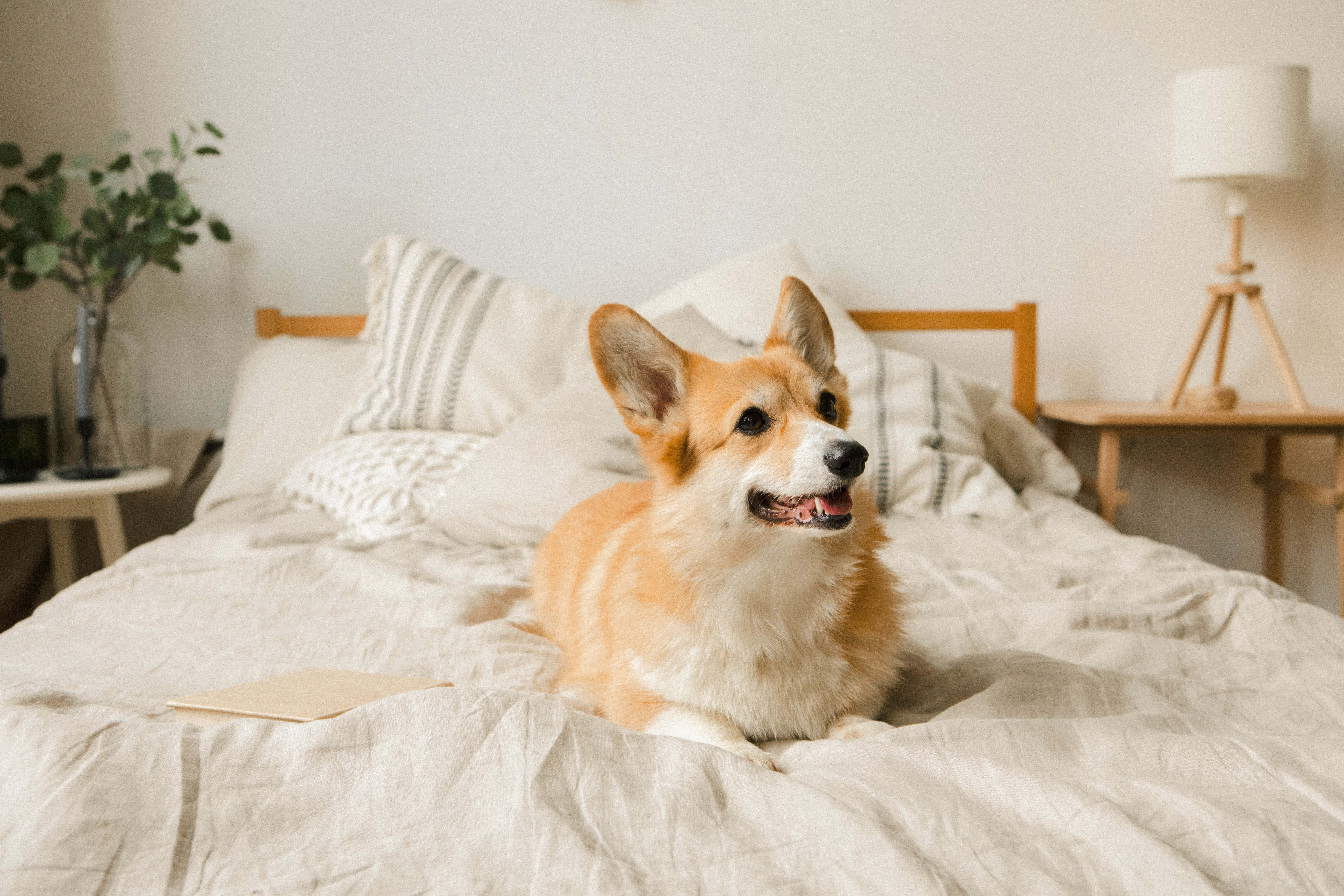 哥基犬圖片 壁紙