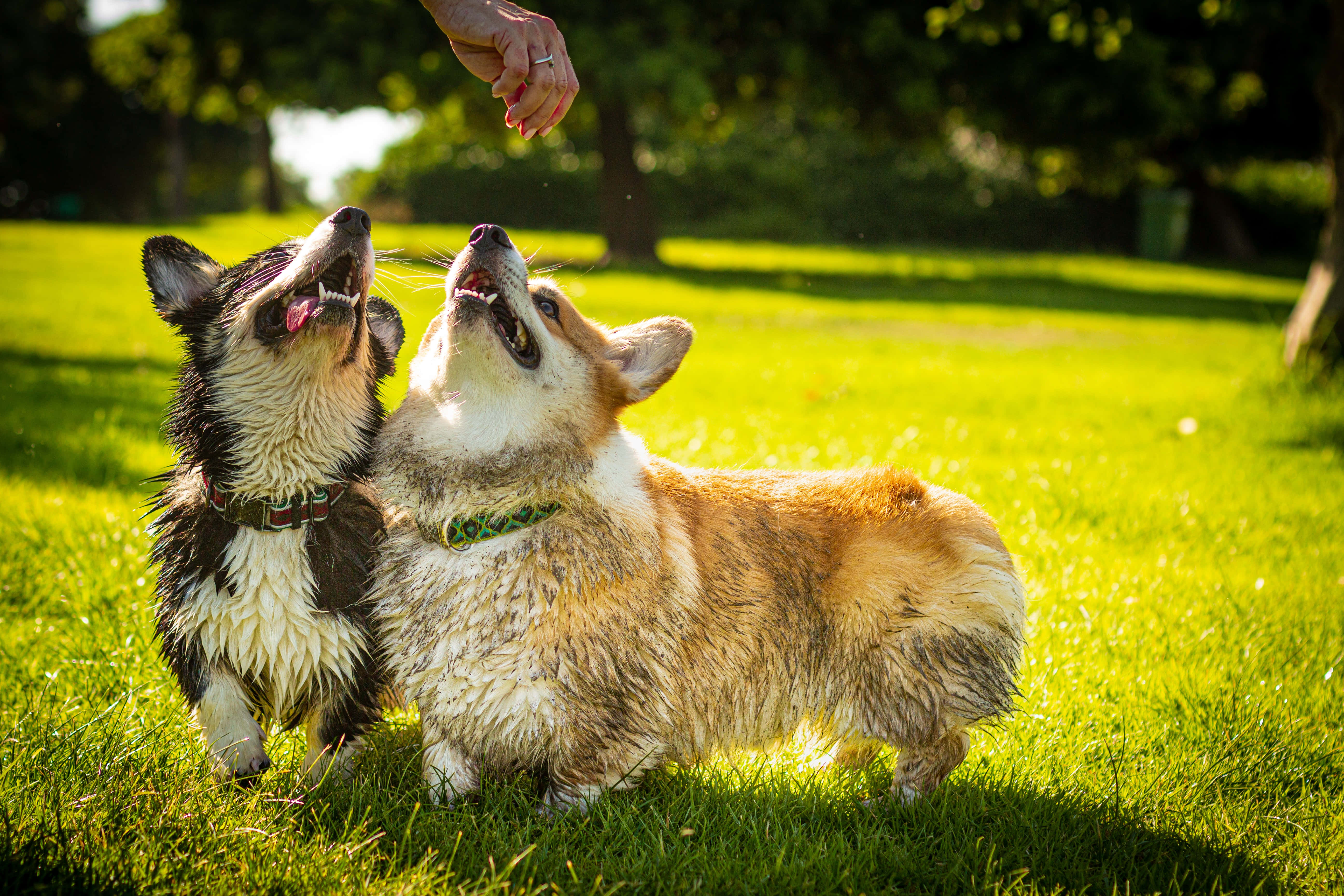 哥基犬圖片 壁紙