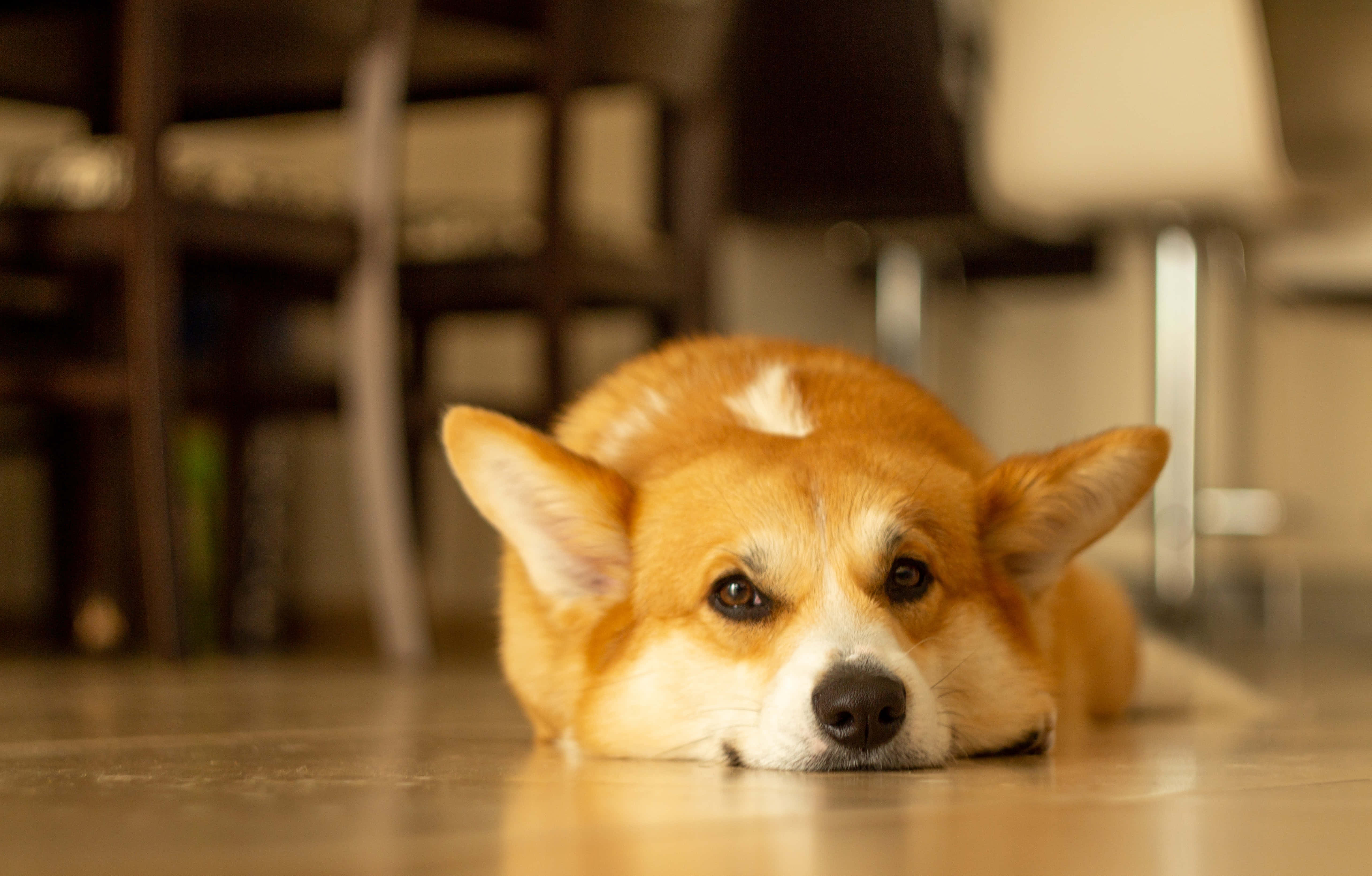 哥基犬圖片 壁紙