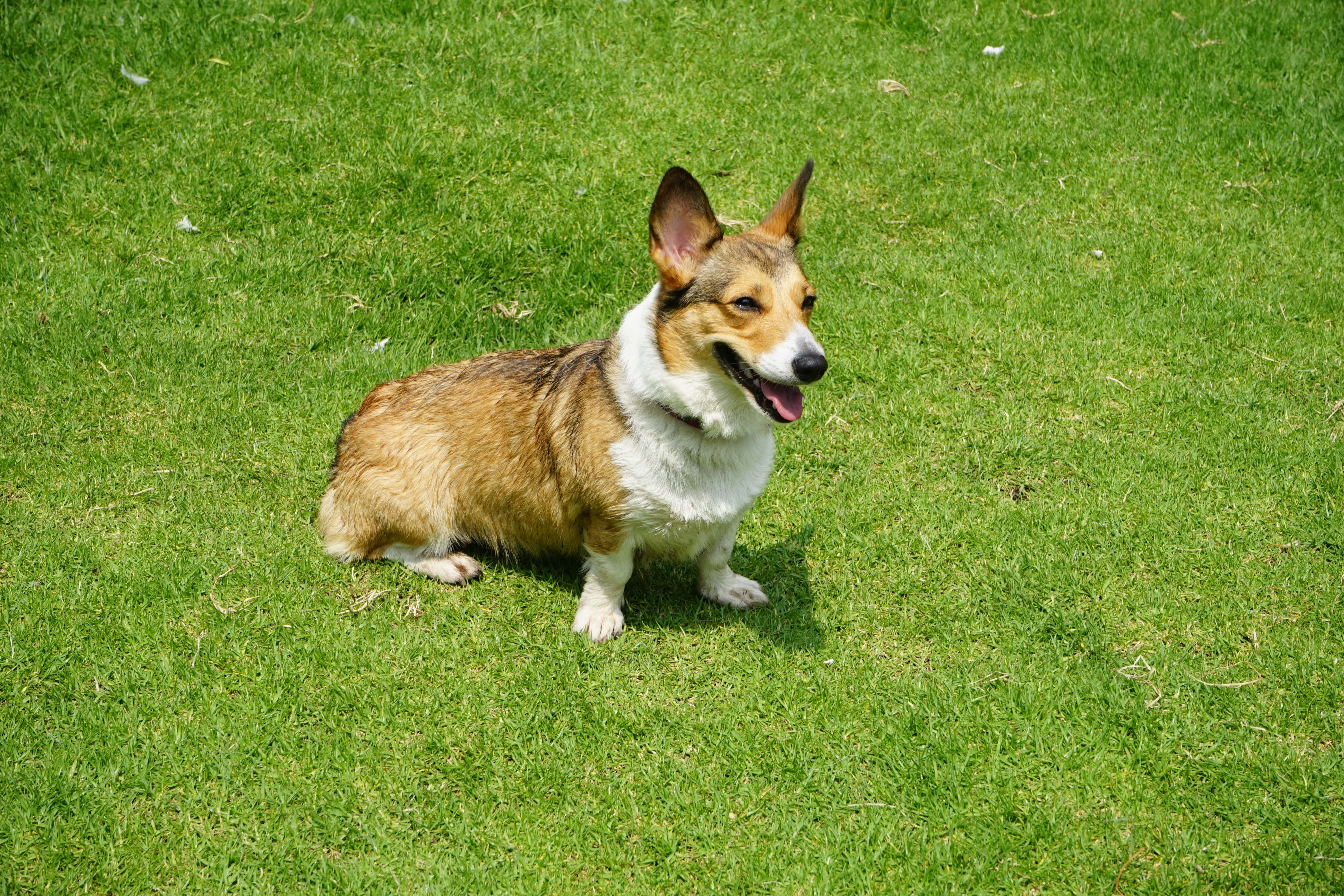 哥基犬圖片 壁紙
