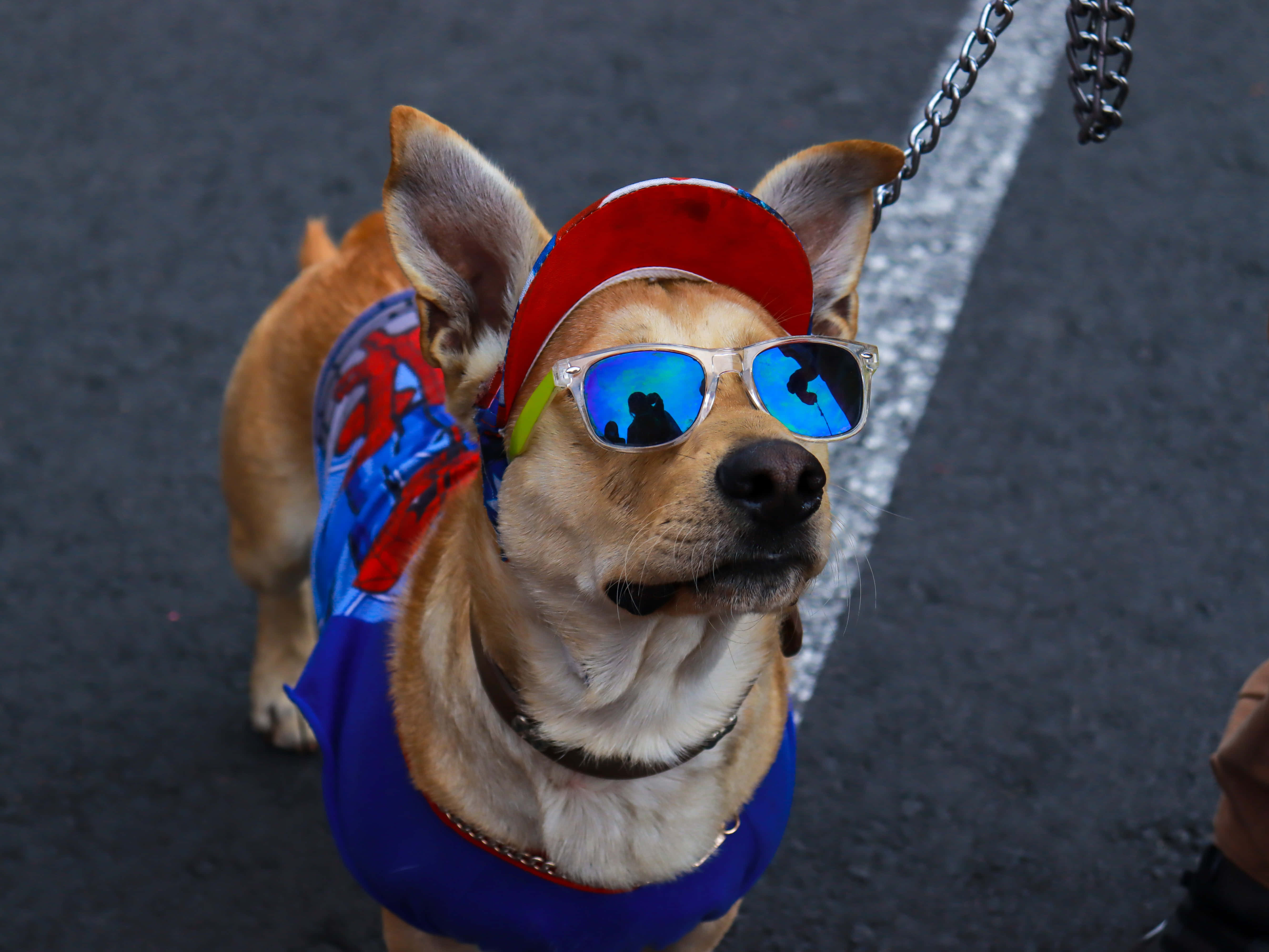 哥基犬圖片 壁紙