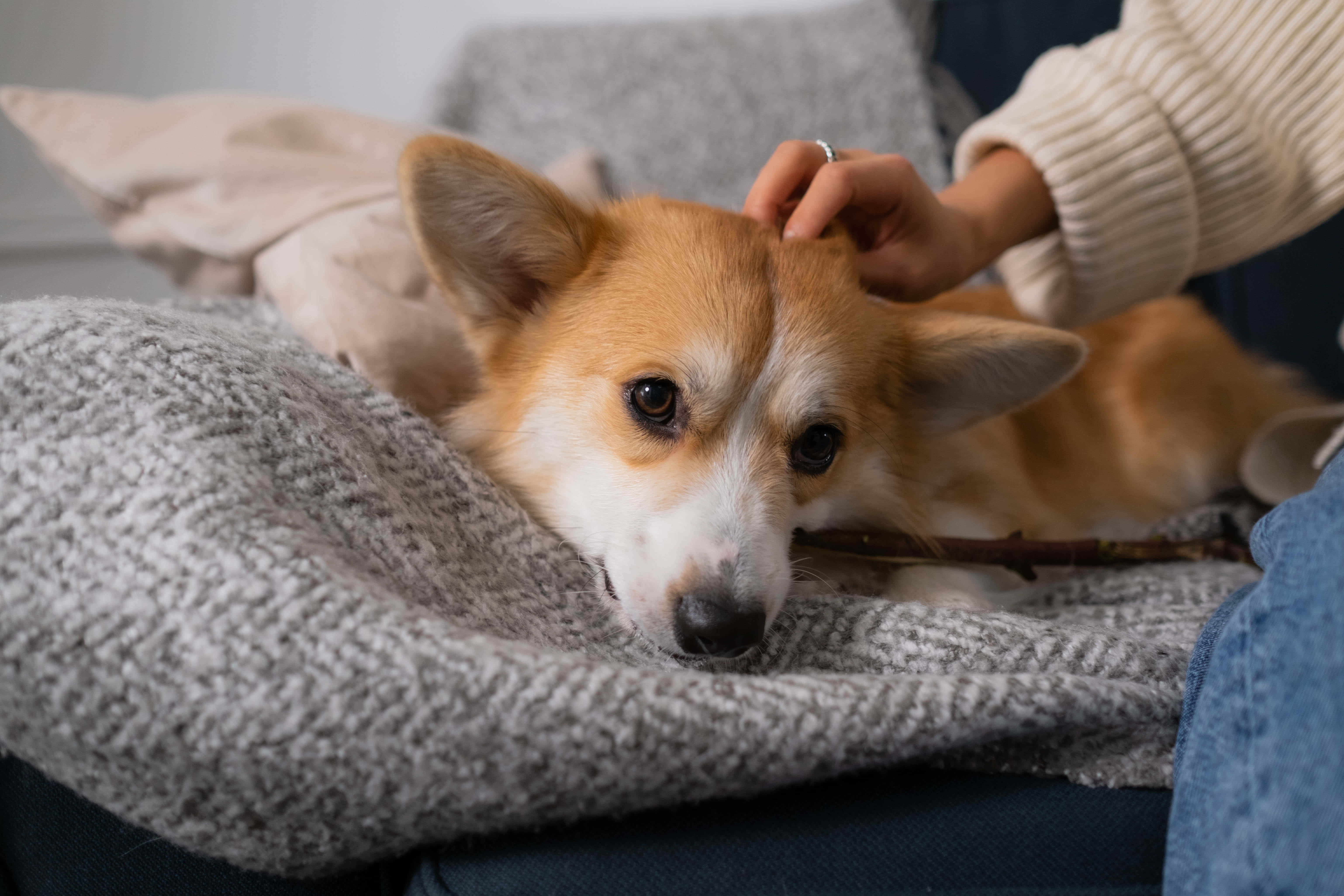 哥基犬圖片 壁紙