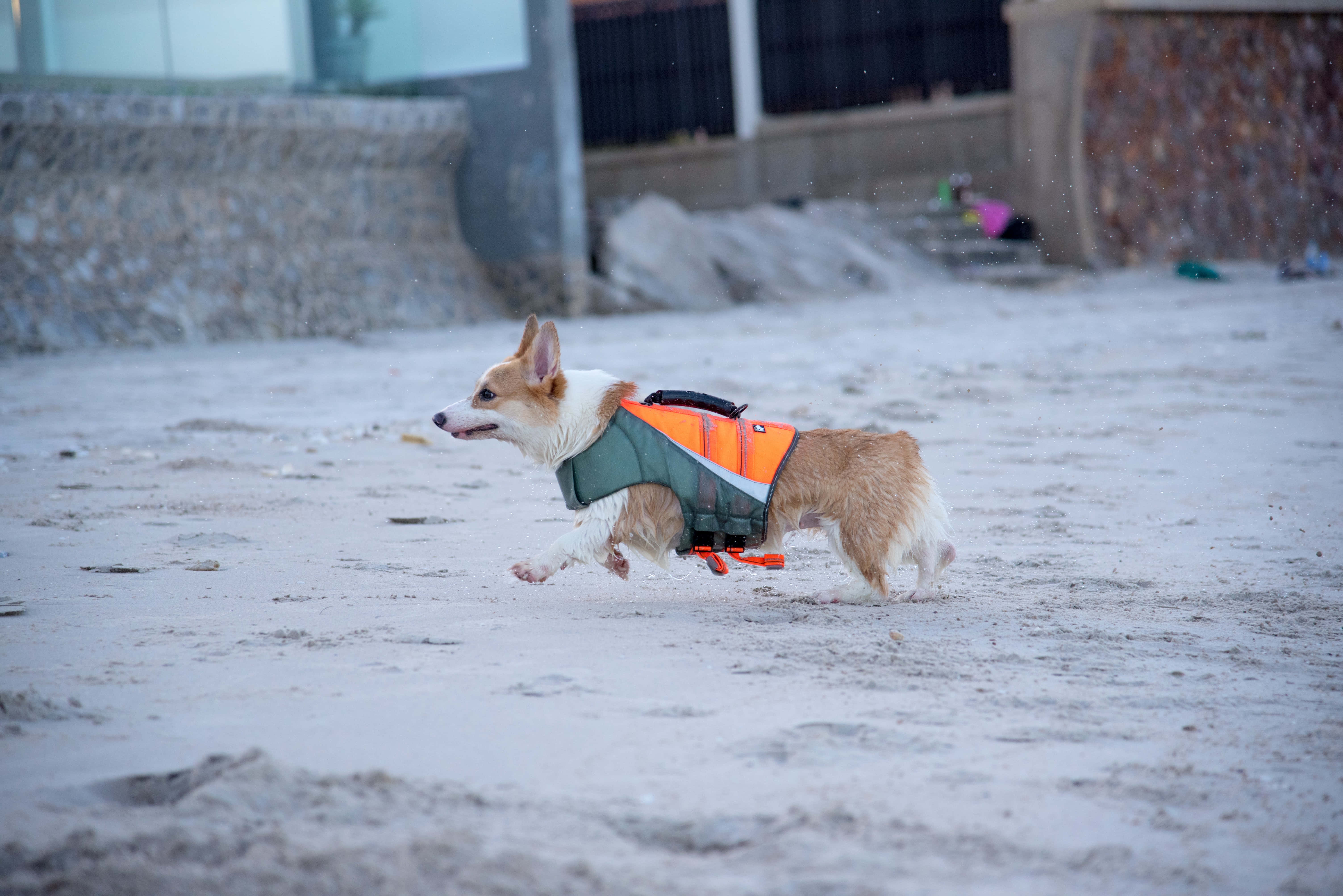 哥基犬圖片 壁紙