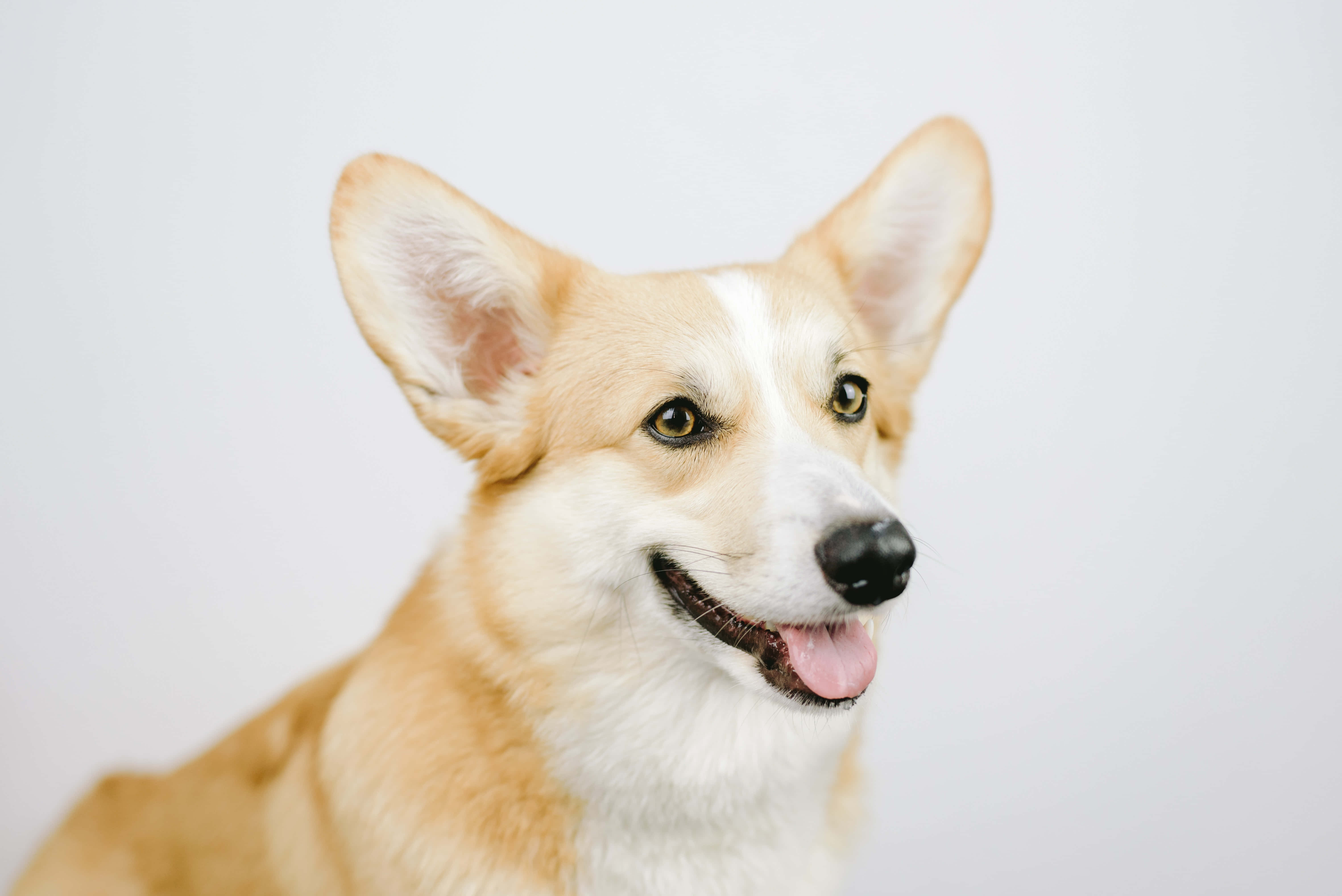 哥基犬圖片 壁紙