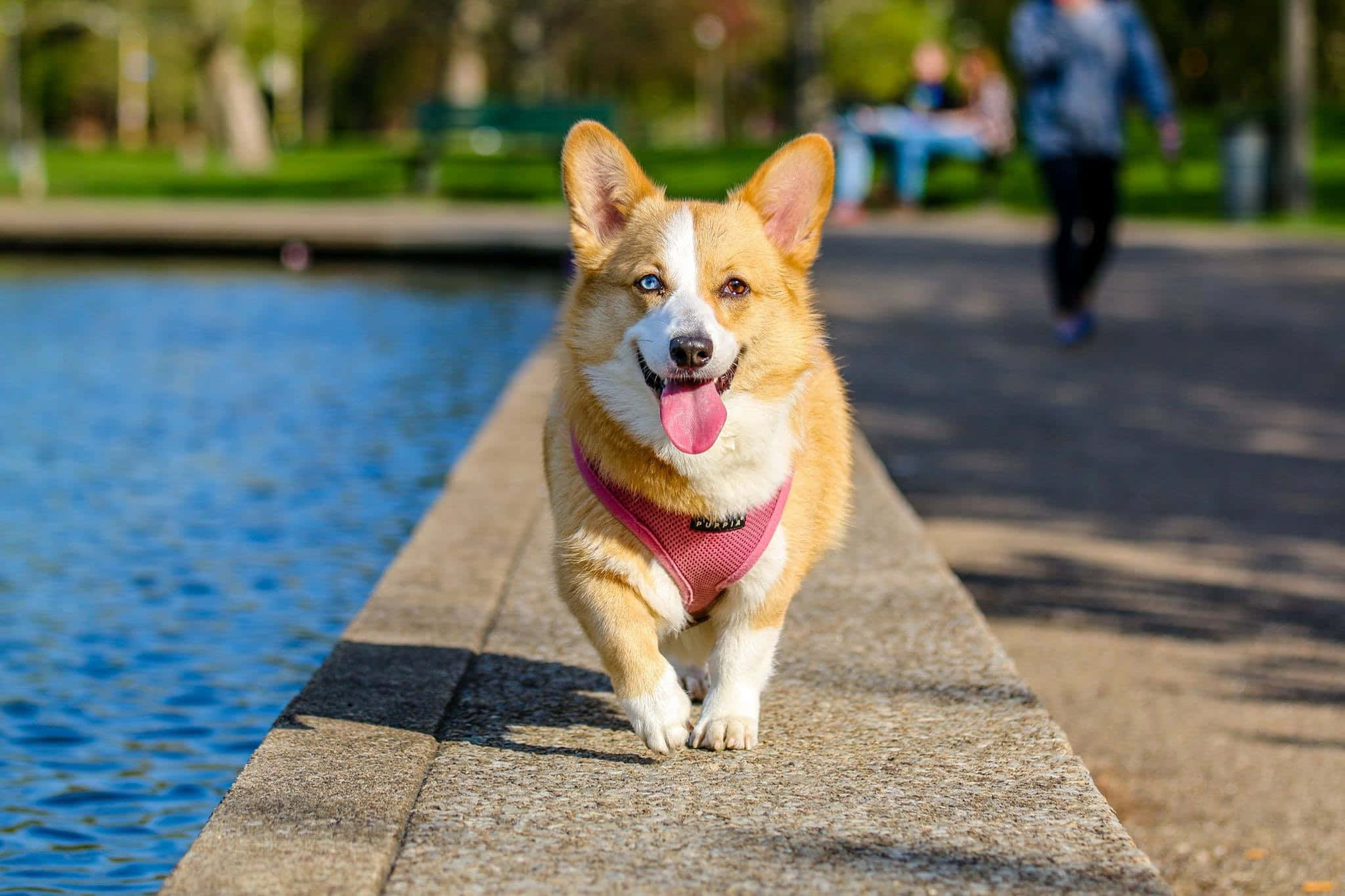 哥基犬圖片 壁紙