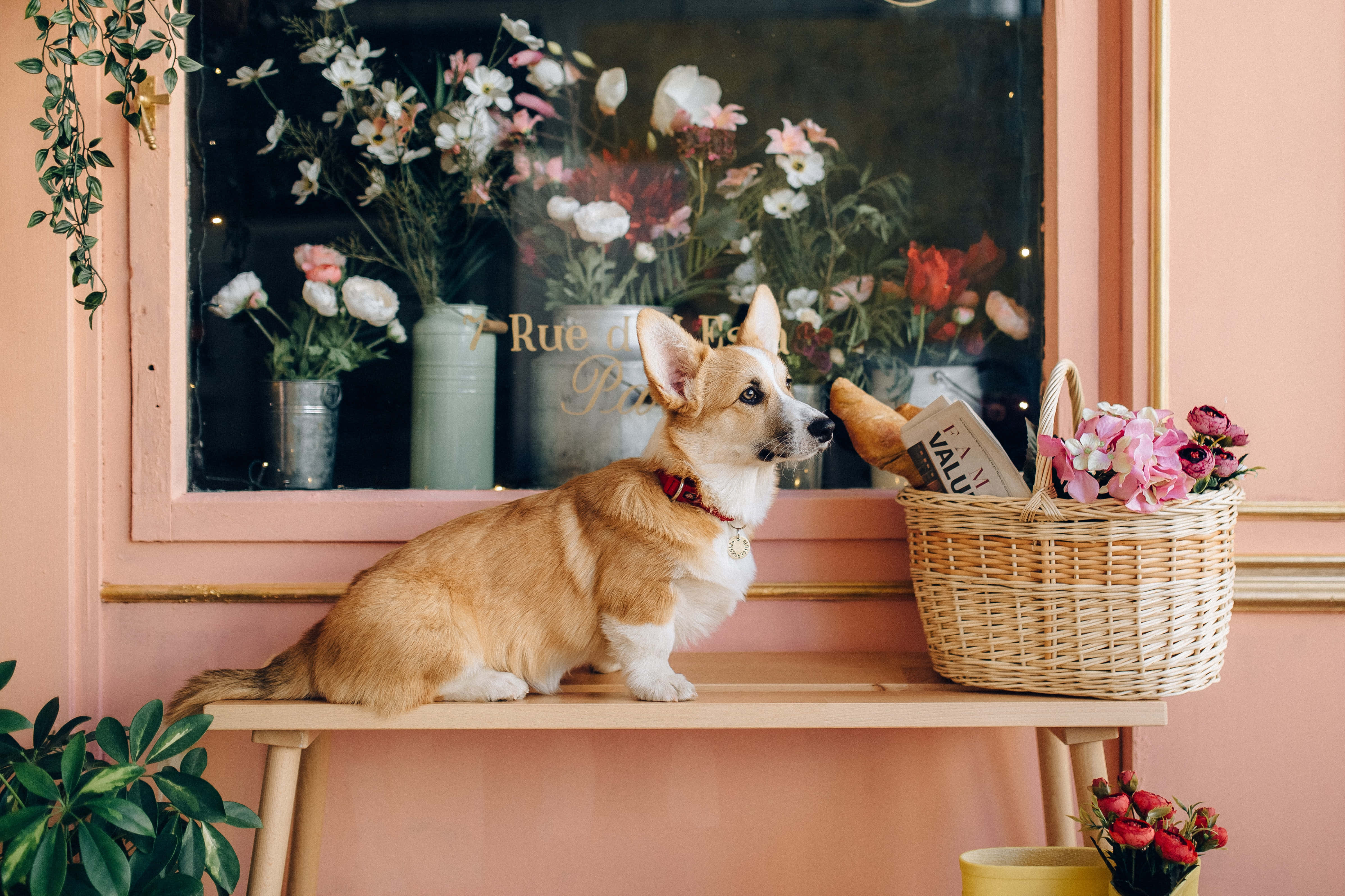 哥基犬相片 壁紙